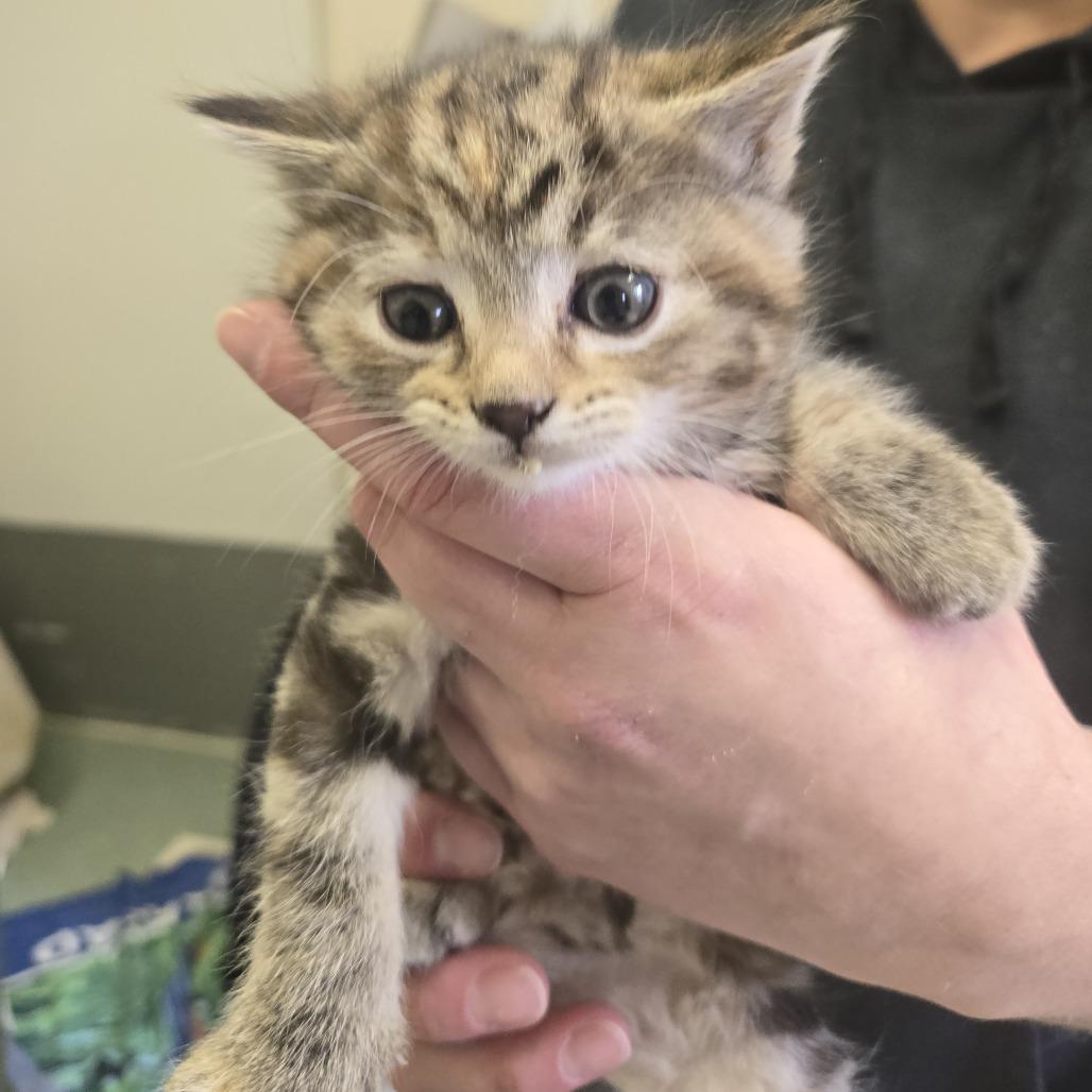 Enlarge Birch 26-102, a Adoptable Domestic Long Hair in Tawas City, MI image 1/1