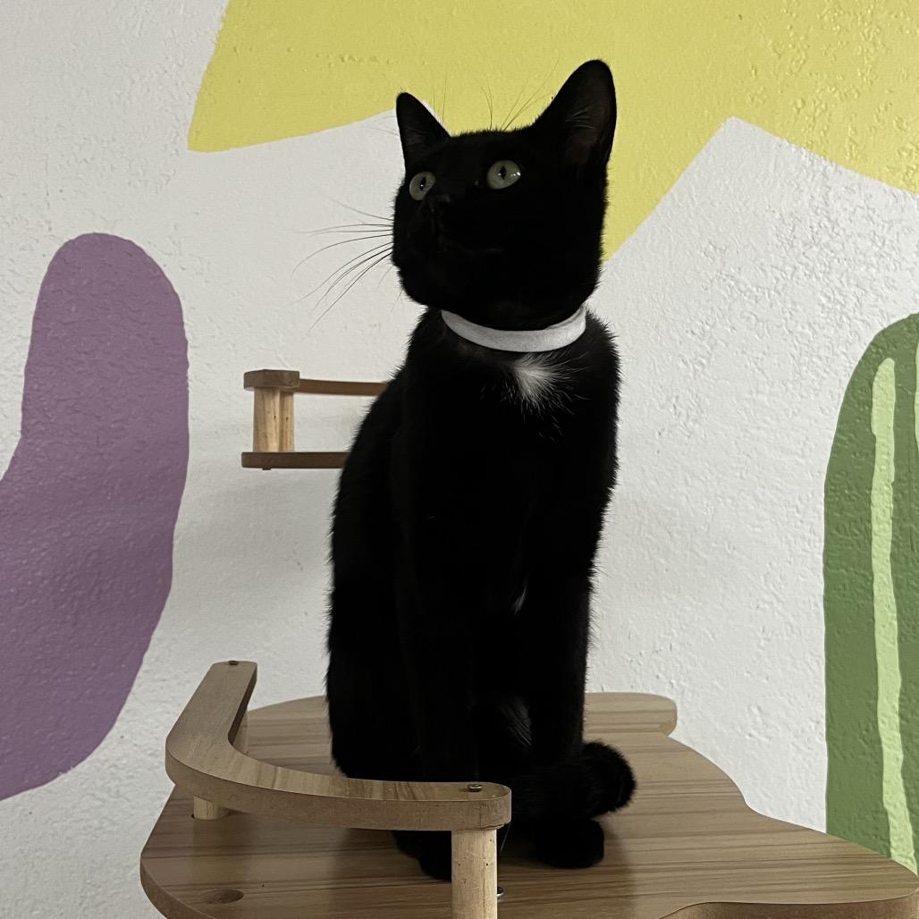 Harris, a Adoptable Domestic Short Hair in Yucca Valley, CA image 1/4