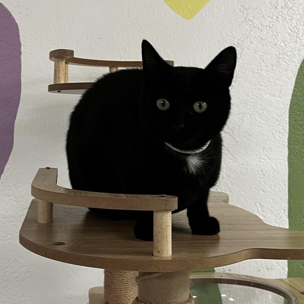 Harris, a Adoptable Domestic Short Hair in Yucca Valley, CA image 2/4