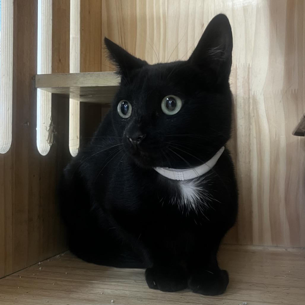 Harris, Adoptable, Young Male Domestic Short Hair.
