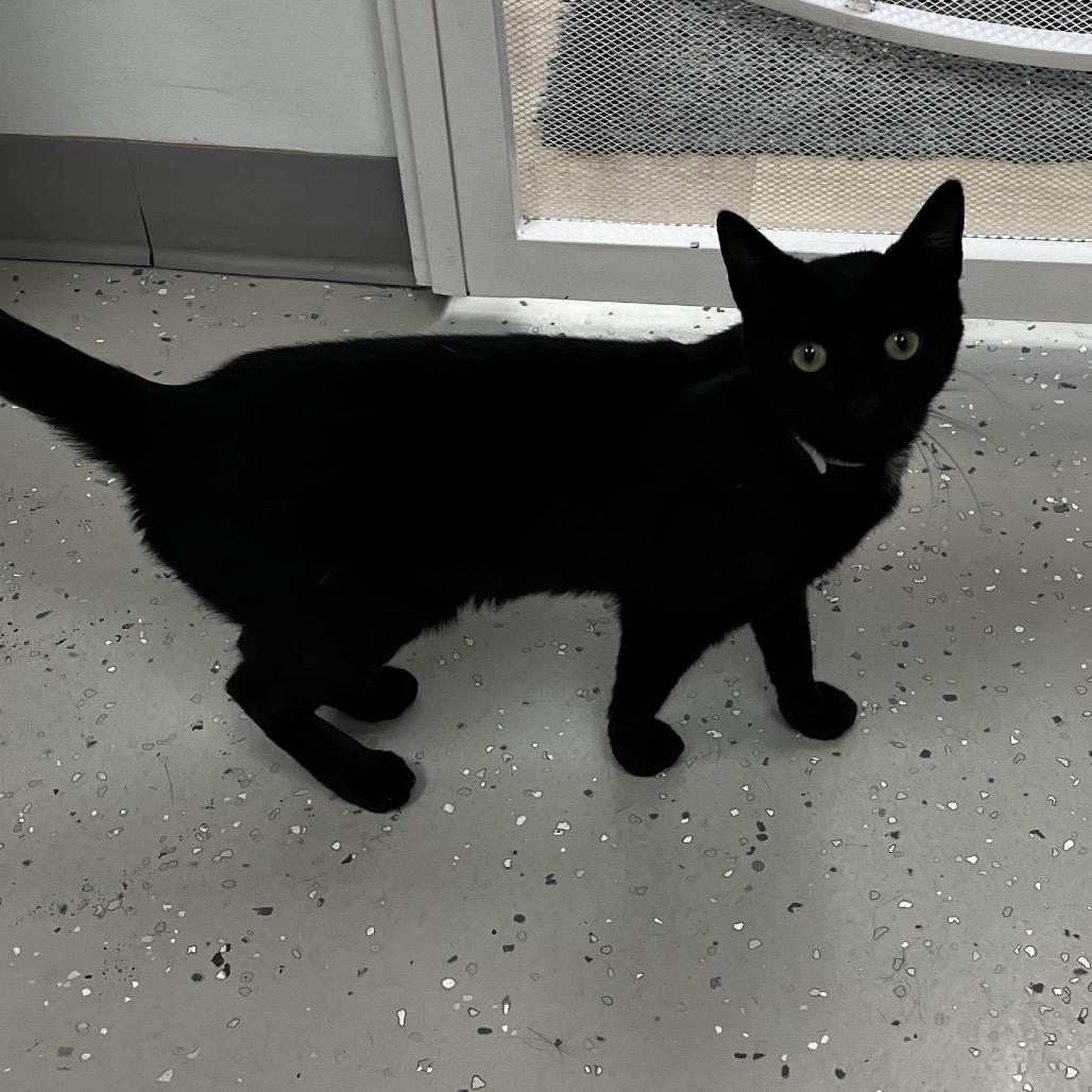 Enlarge Harris, a Adoptable Domestic Short Hair in Yucca Valley, CA image 2/2