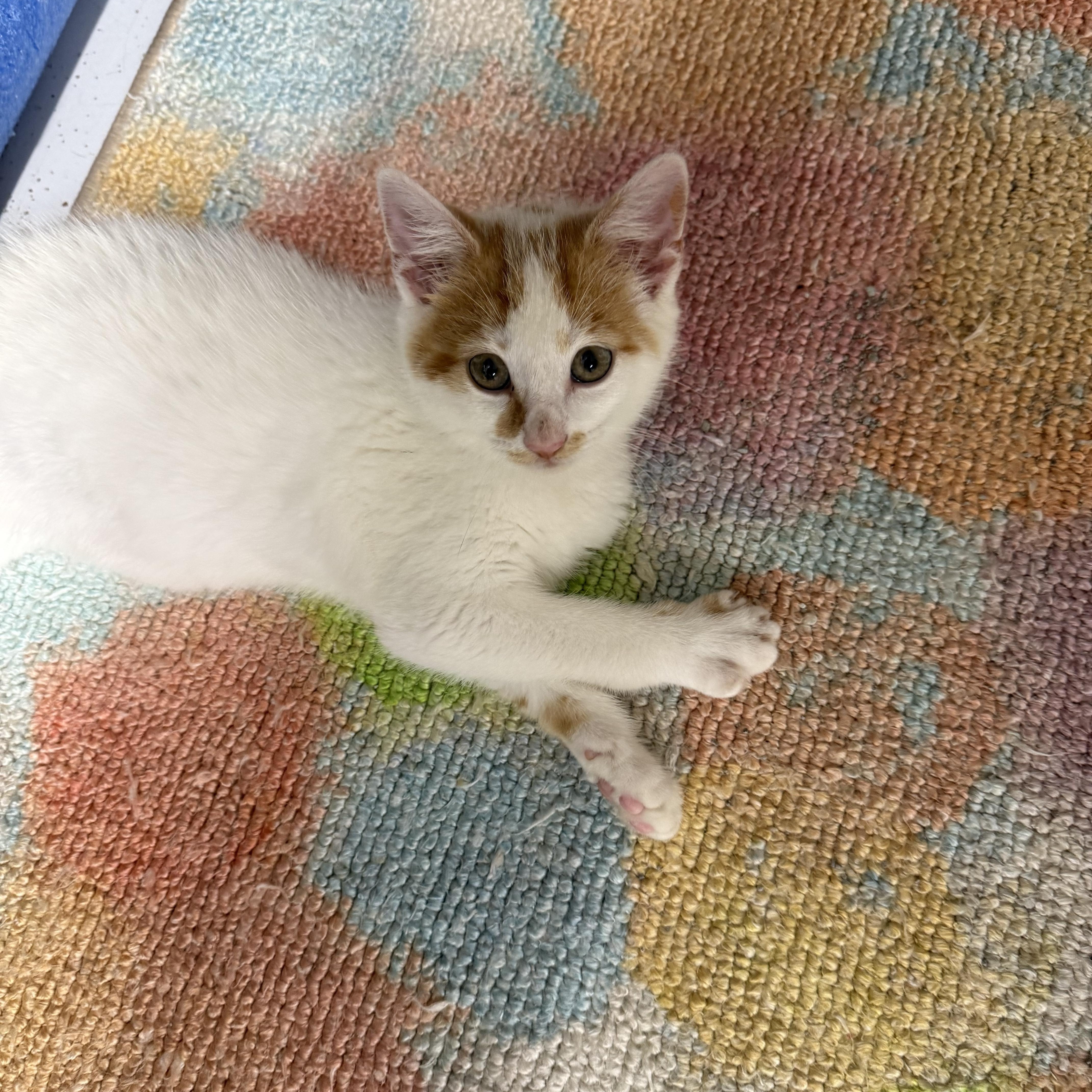 Barley, an adopted Domestic Medium Hair in Lebanon, KY image 2/6