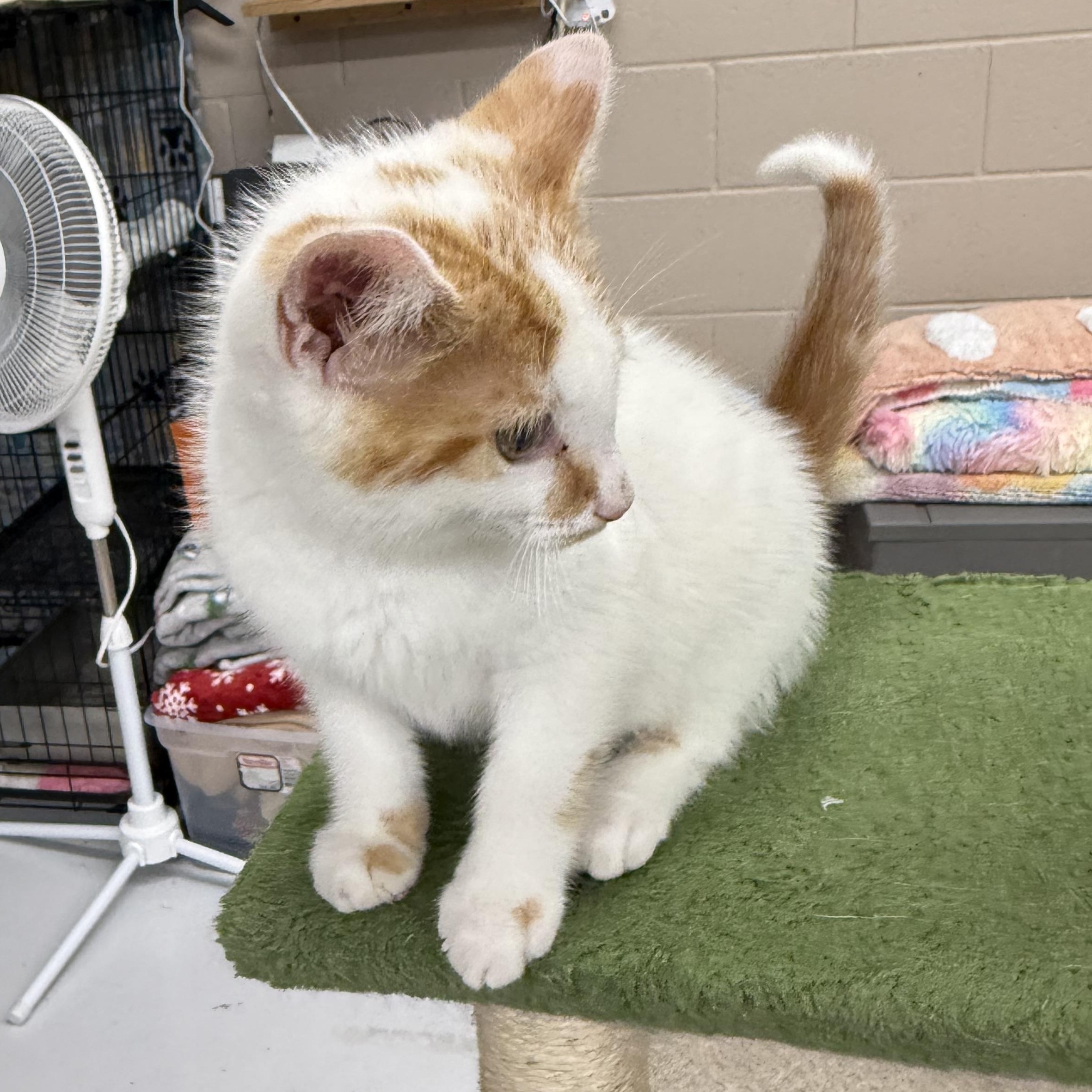 Barley, an adopted Domestic Medium Hair in Lebanon, KY image 4/6
