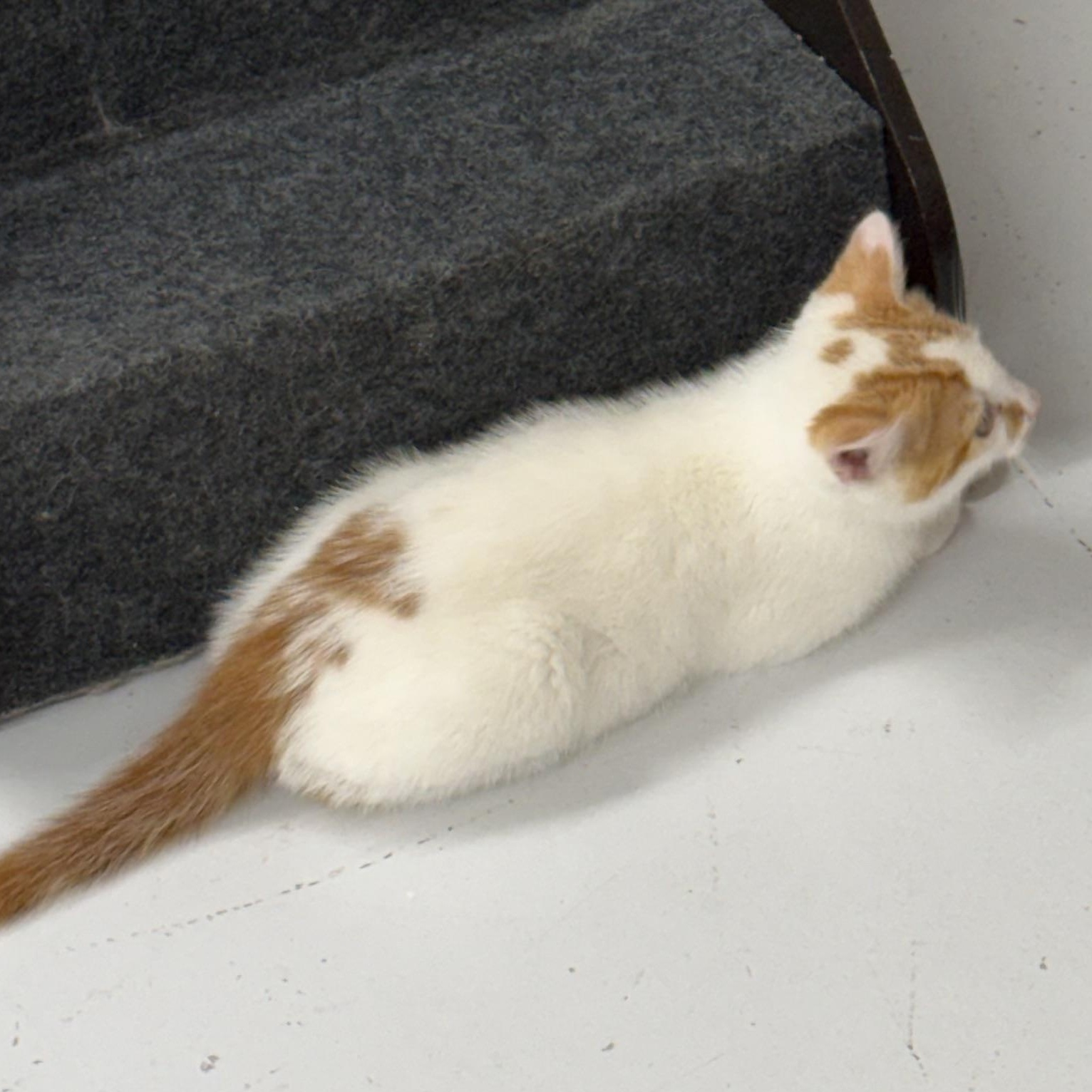 Barley, an adopted Domestic Medium Hair in Lebanon, KY image 3/6
