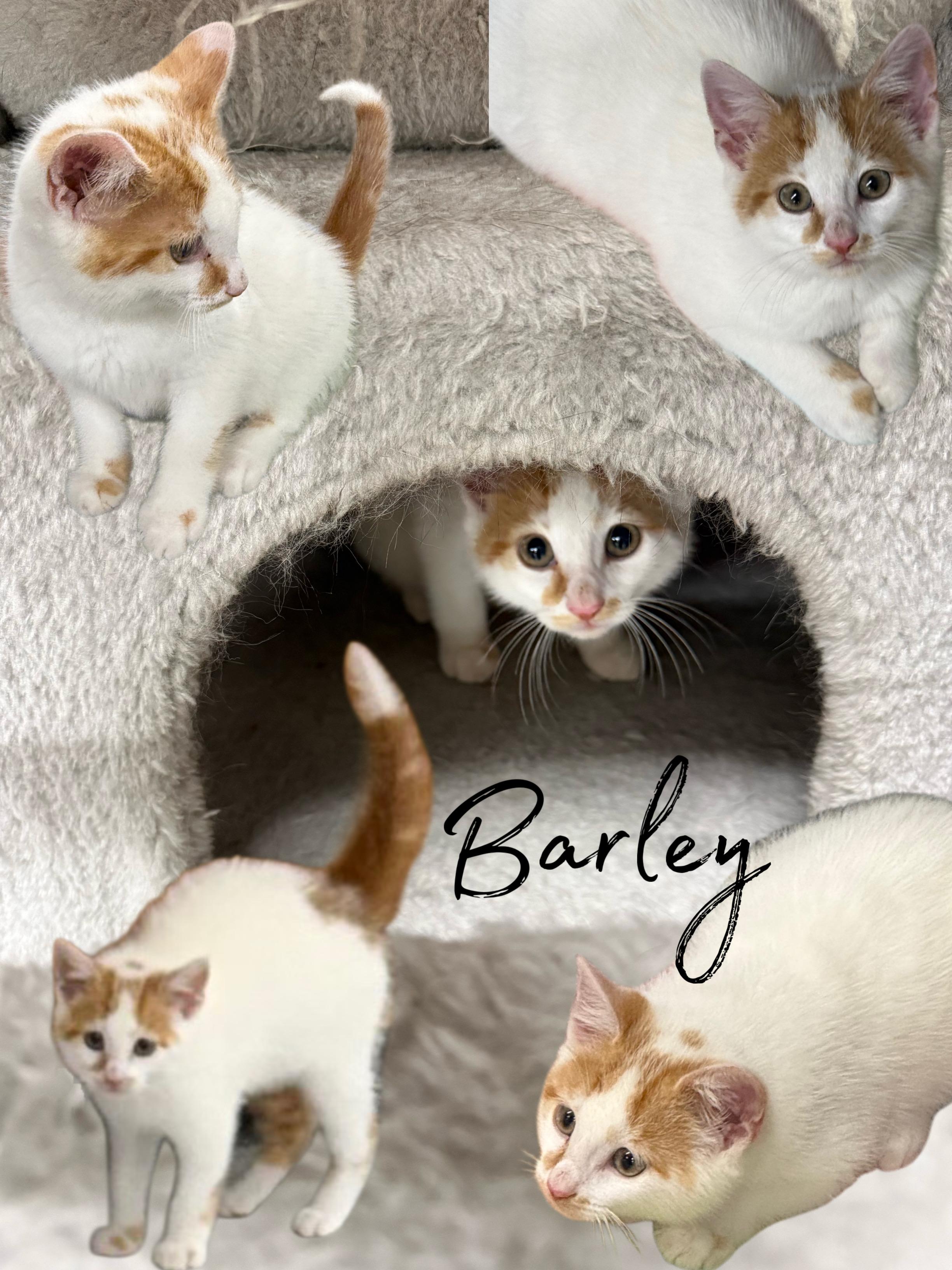 Barley, an adopted Domestic Medium Hair in Lebanon, KY image 1/6