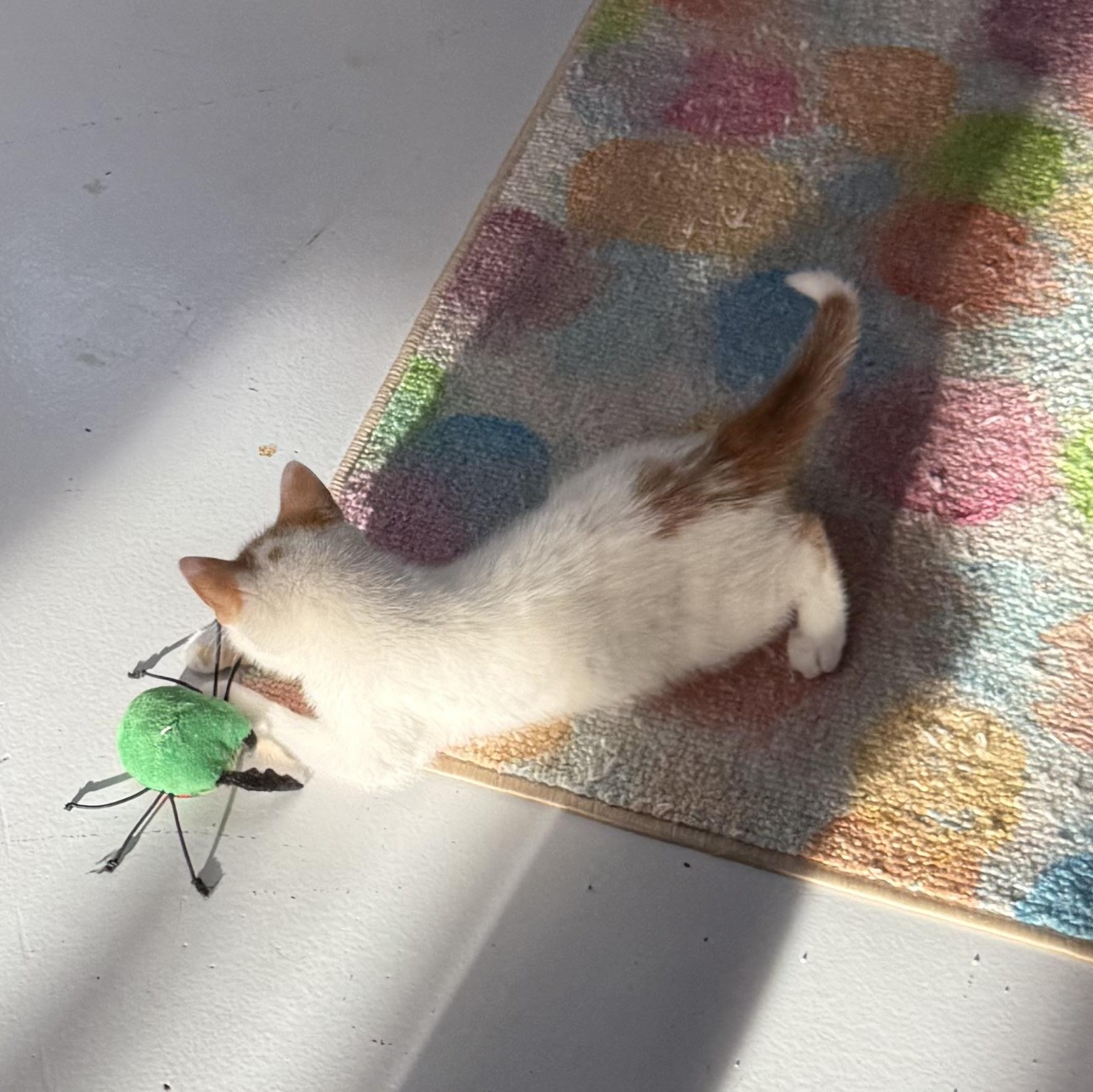 Barley, an adopted Domestic Medium Hair in Lebanon, KY image 6/6