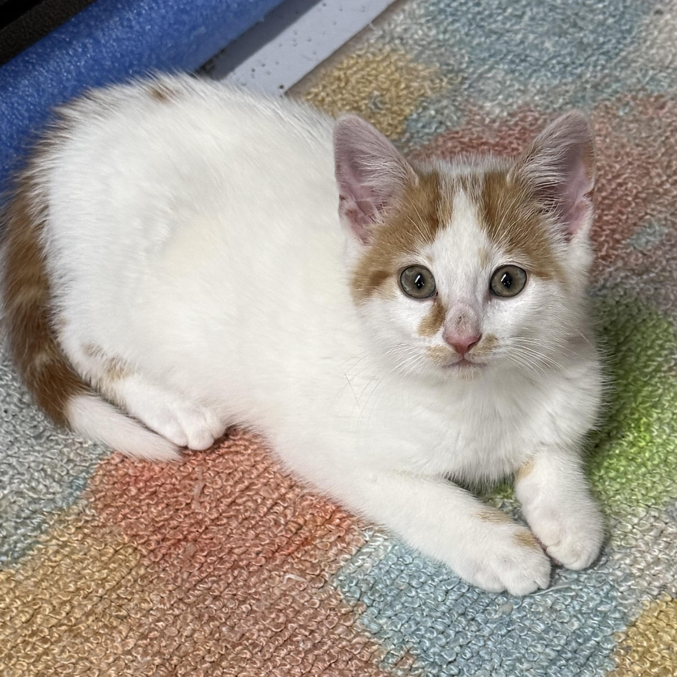 Barley, an adopted Domestic Medium Hair in Lebanon, KY image 5/6