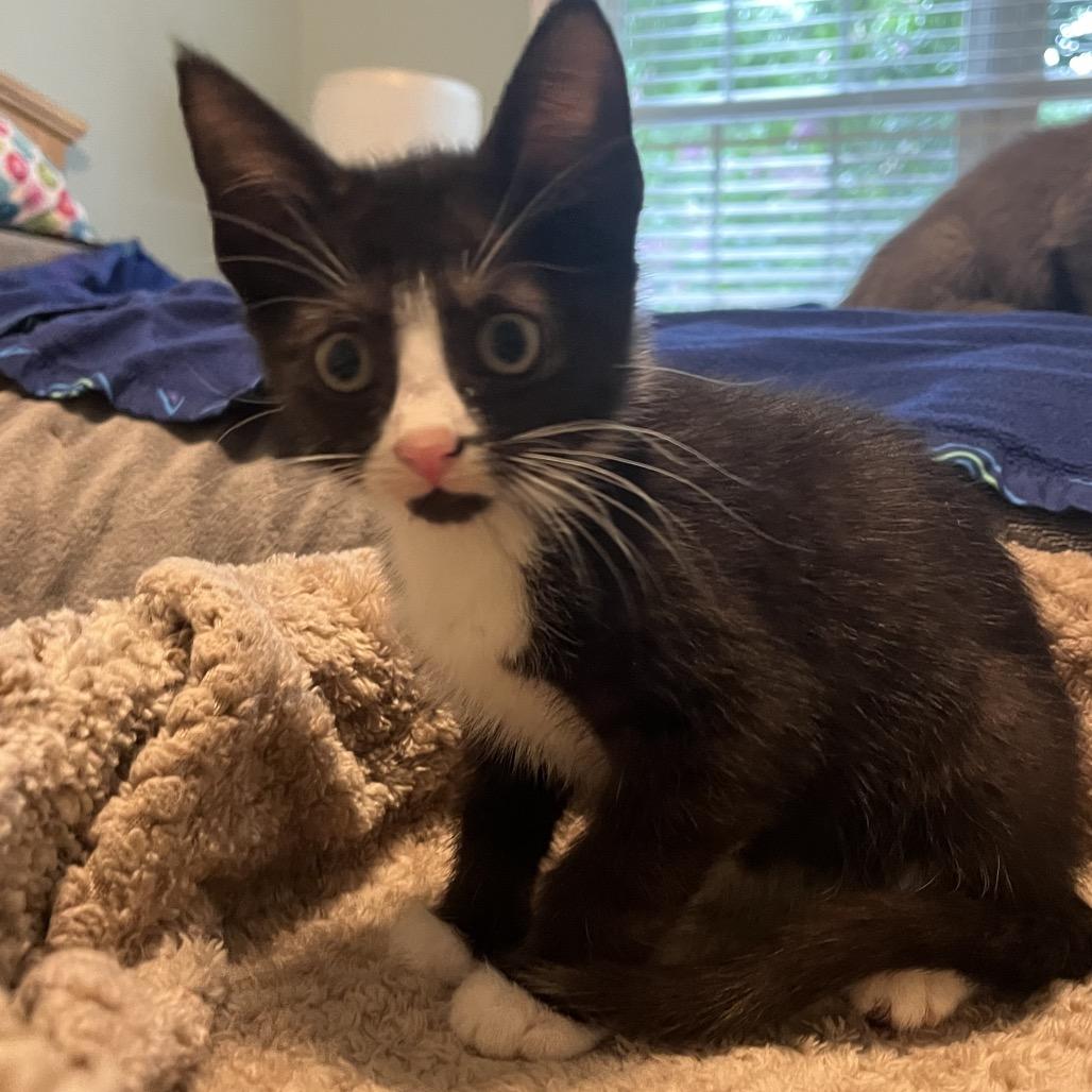 Enlarge Cherry, a Adoptable Domestic Short Hair in Silver Spring, MD image 1/6