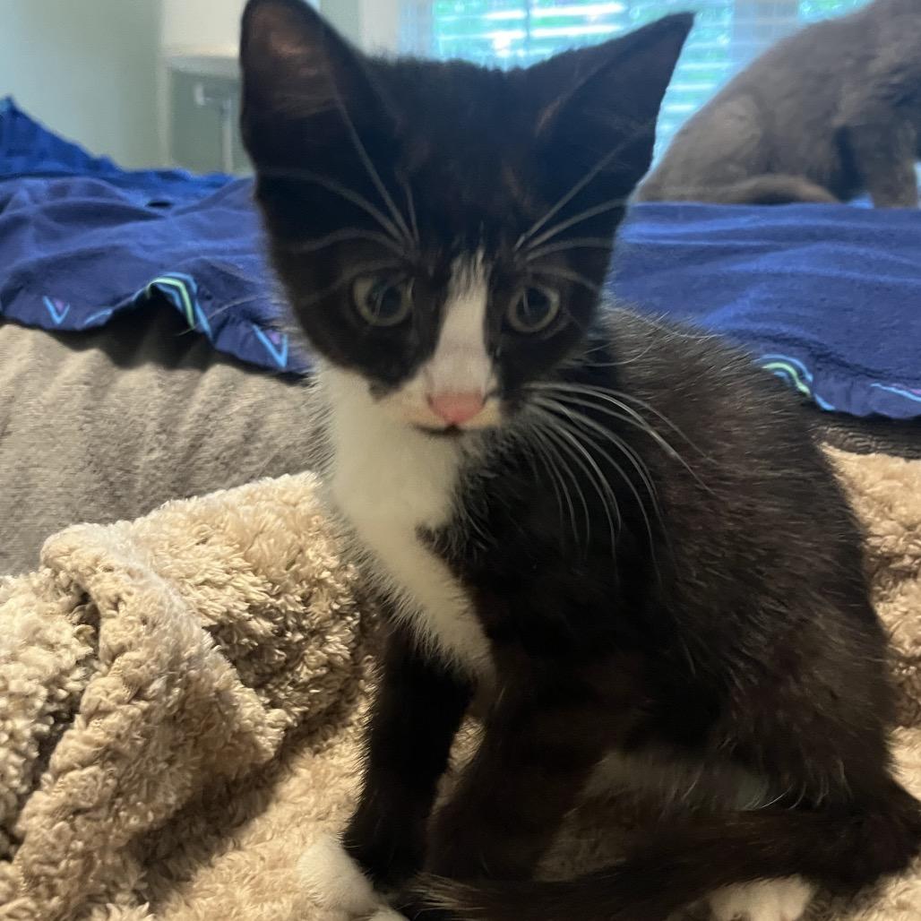 Enlarge Cherry, a Adoptable Domestic Short Hair in Silver Spring, MD image 2/6