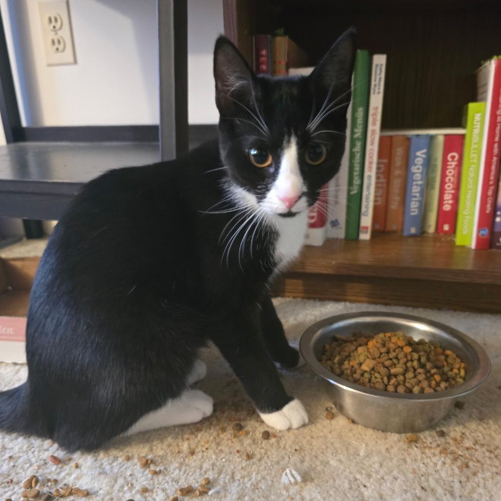 Enlarge Cherry, a Adoptable Domestic Short Hair in Silver Spring, MD image 3/6