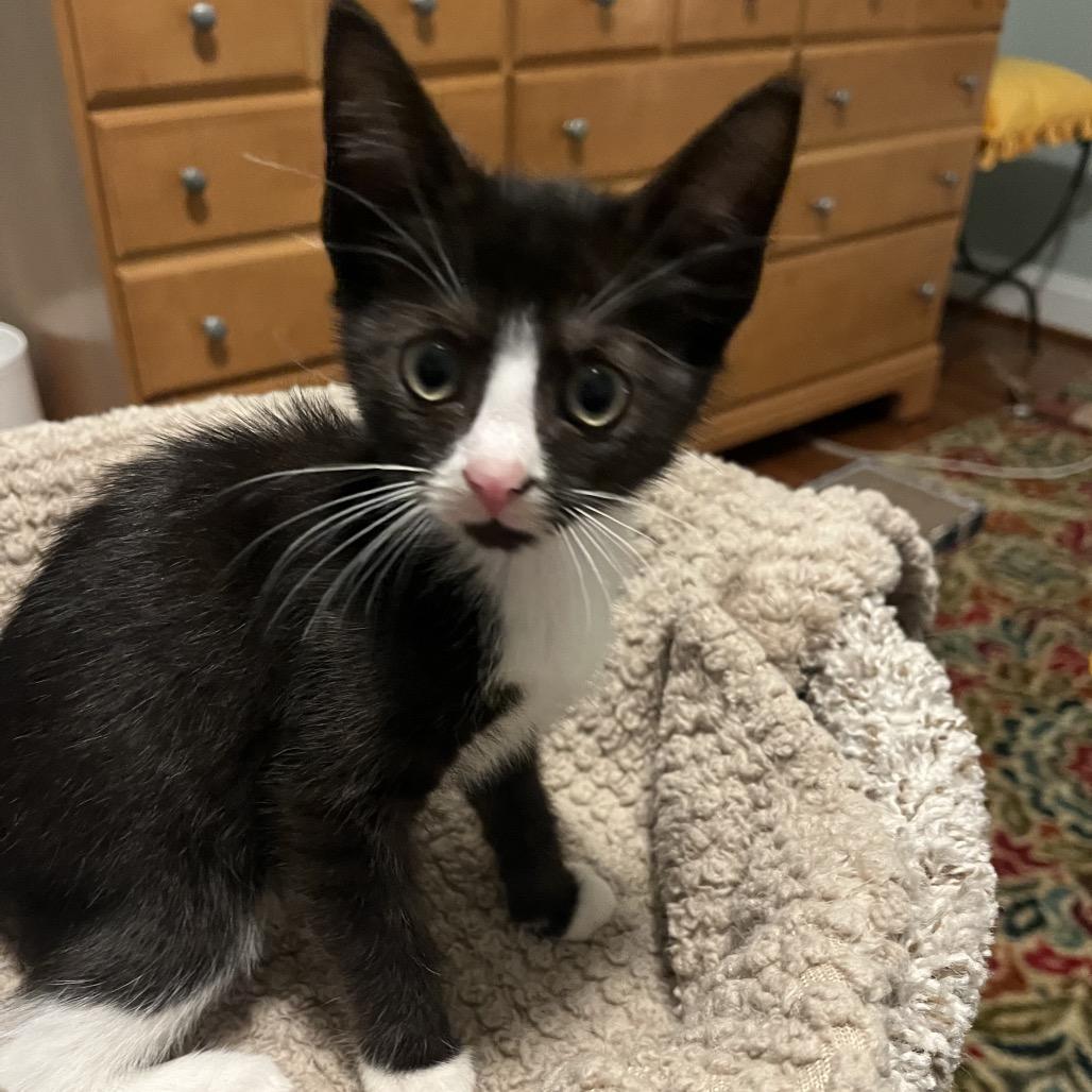 Enlarge Cherry, a Adoptable Domestic Short Hair in Silver Spring, MD image 4/6