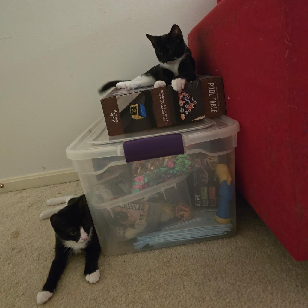 Enlarge Cherry, a Adoptable Domestic Short Hair in Silver Spring, MD image 5/6