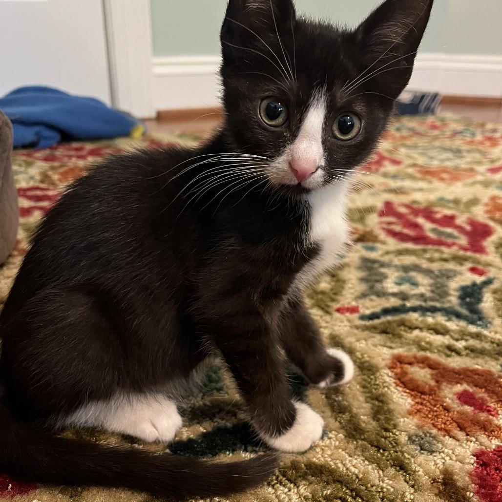 Enlarge Cherry, a Adoptable Domestic Short Hair in Silver Spring, MD image 6/6