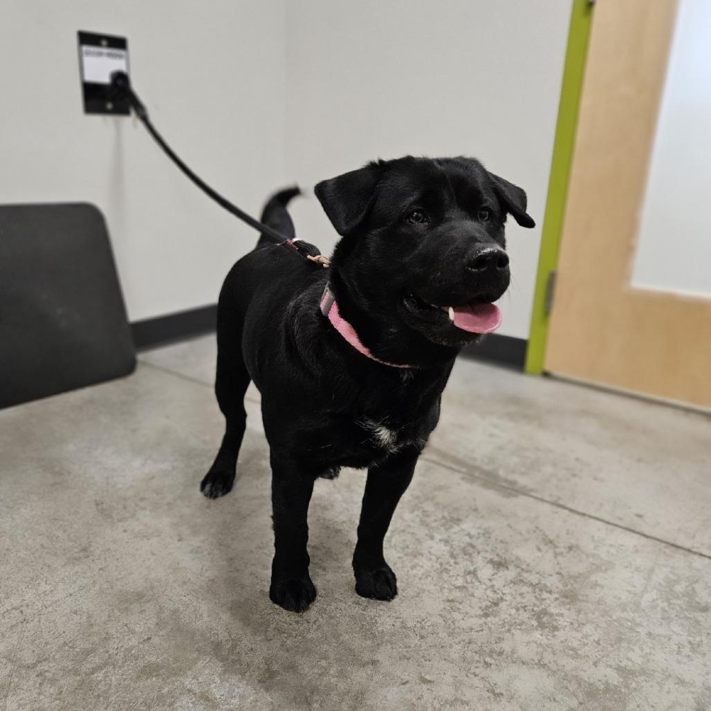 Cake, Adoptable, Adult Female Mixed Breed.