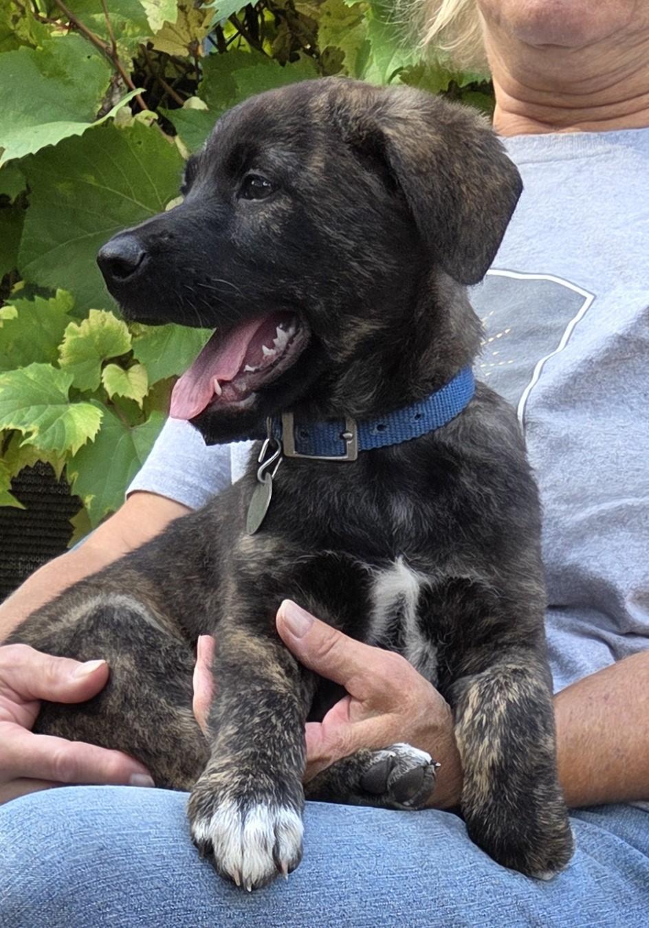 Enlarge RUBBLE, a Adoptable mixed breed in Saint Paul, MN image 2/5