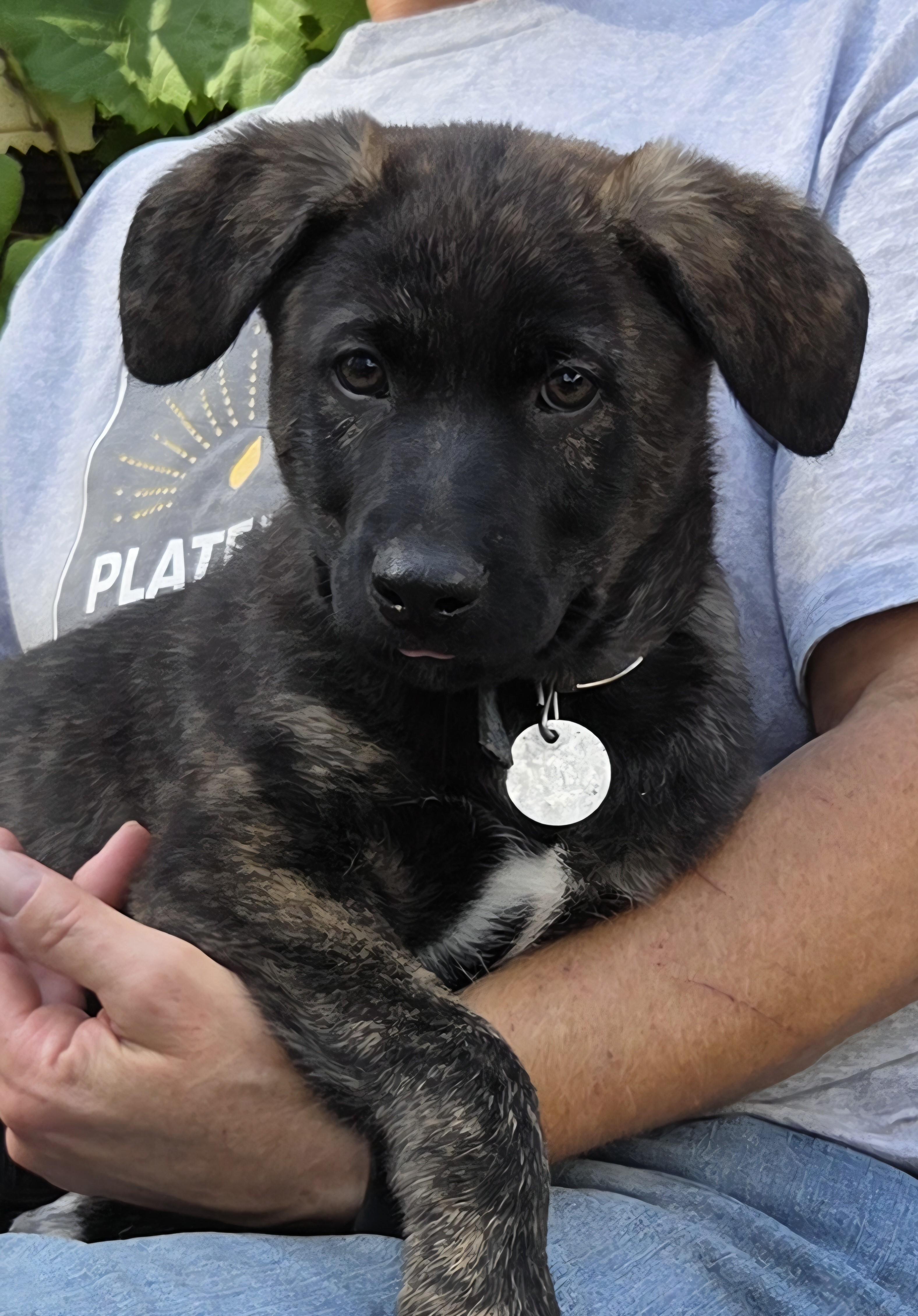 Enlarge RUBBLE, a Adoptable mixed breed in Saint Paul, MN image 5/5