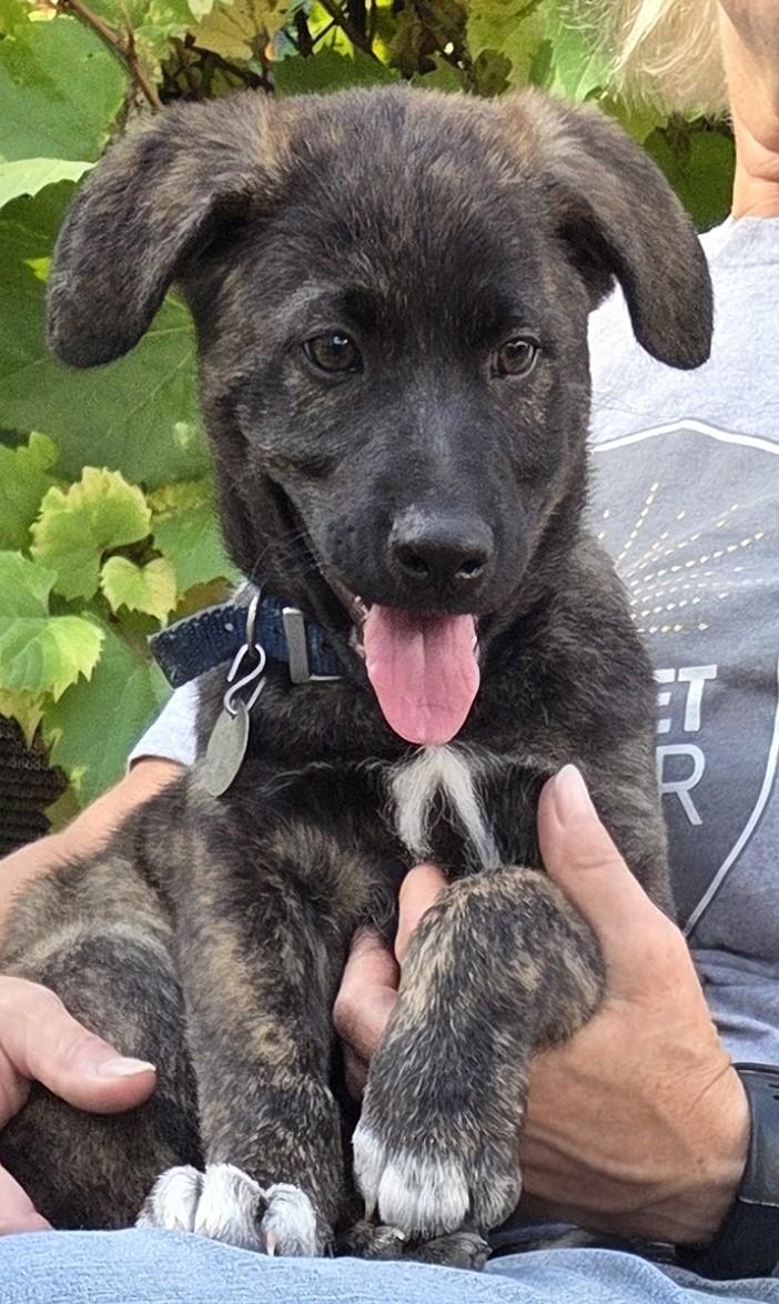 Enlarge RUBBLE, a Adoptable mixed breed in Saint Paul, MN image 4/5