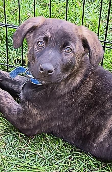 Enlarge RUBBLE, a Adoptable mixed breed in Saint Paul, MN image 3/5