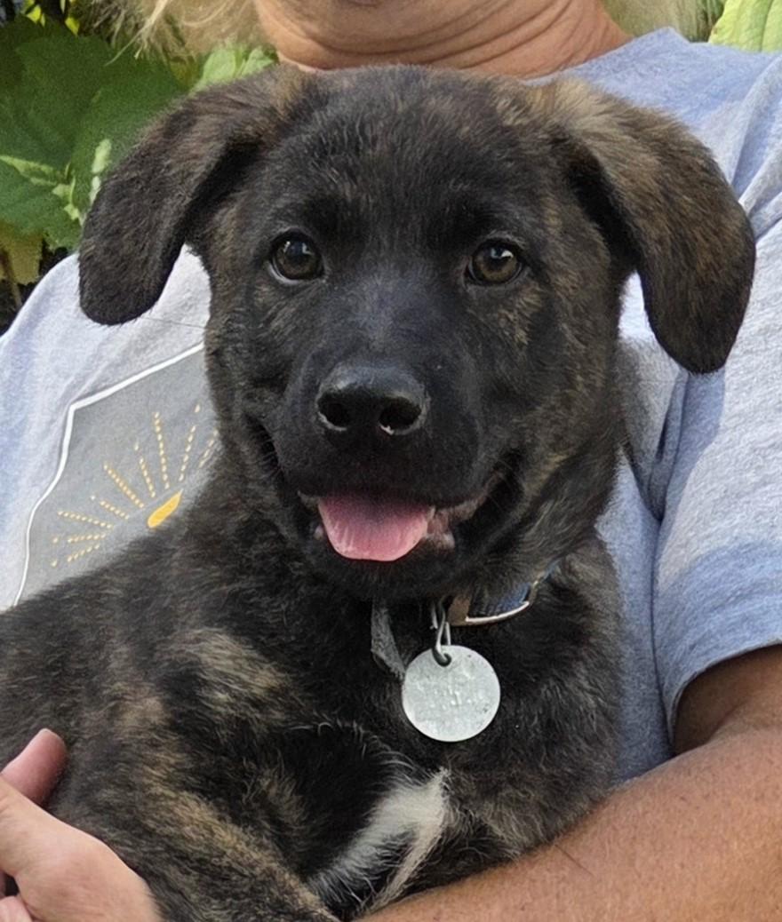 RUBBLE, Adoptable, Puppy Male German Shepherd Dog & Catahoula Leopard Dog.