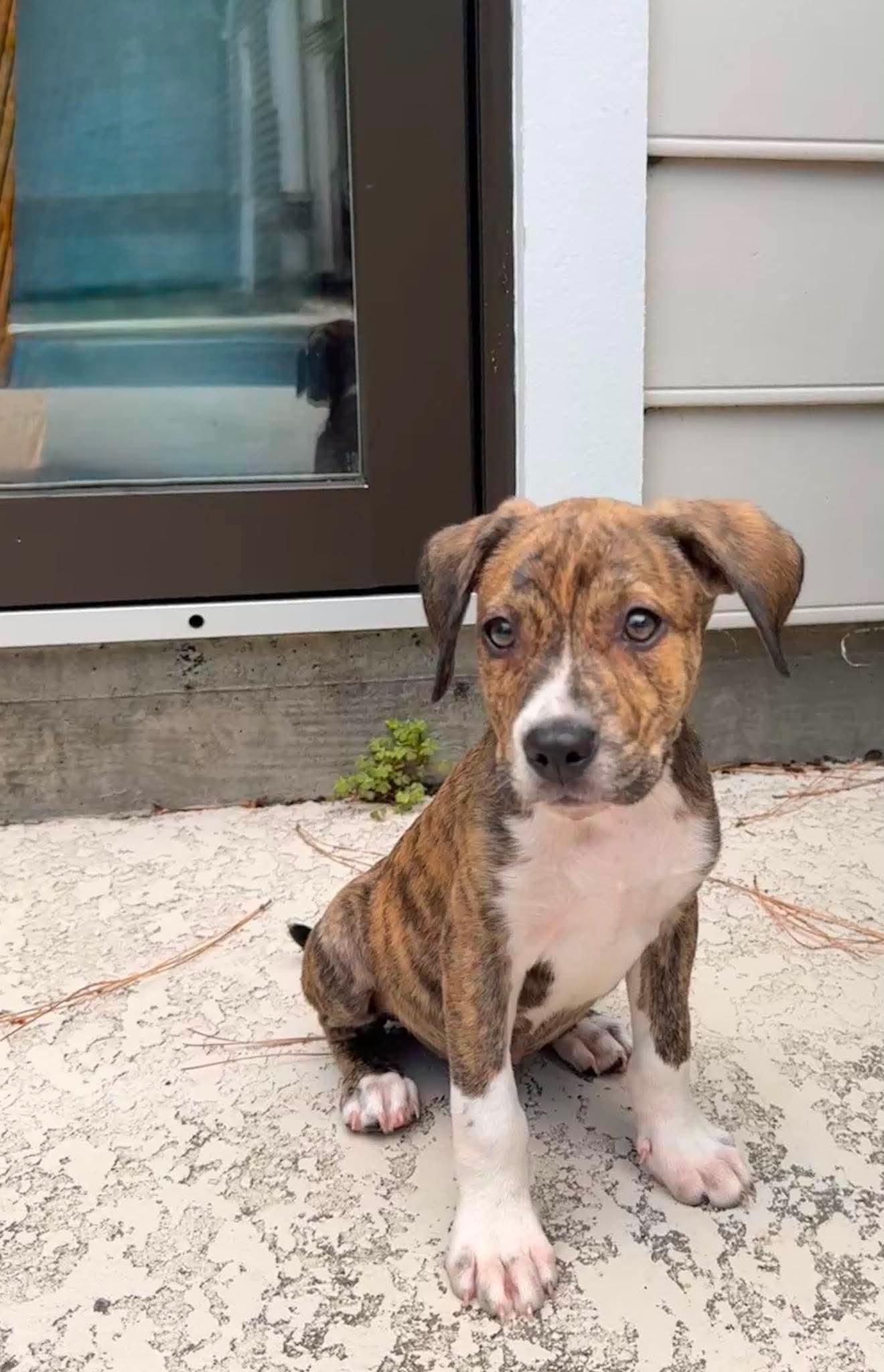 Pax, Adoptable, Puppy Male Mixed Breed.