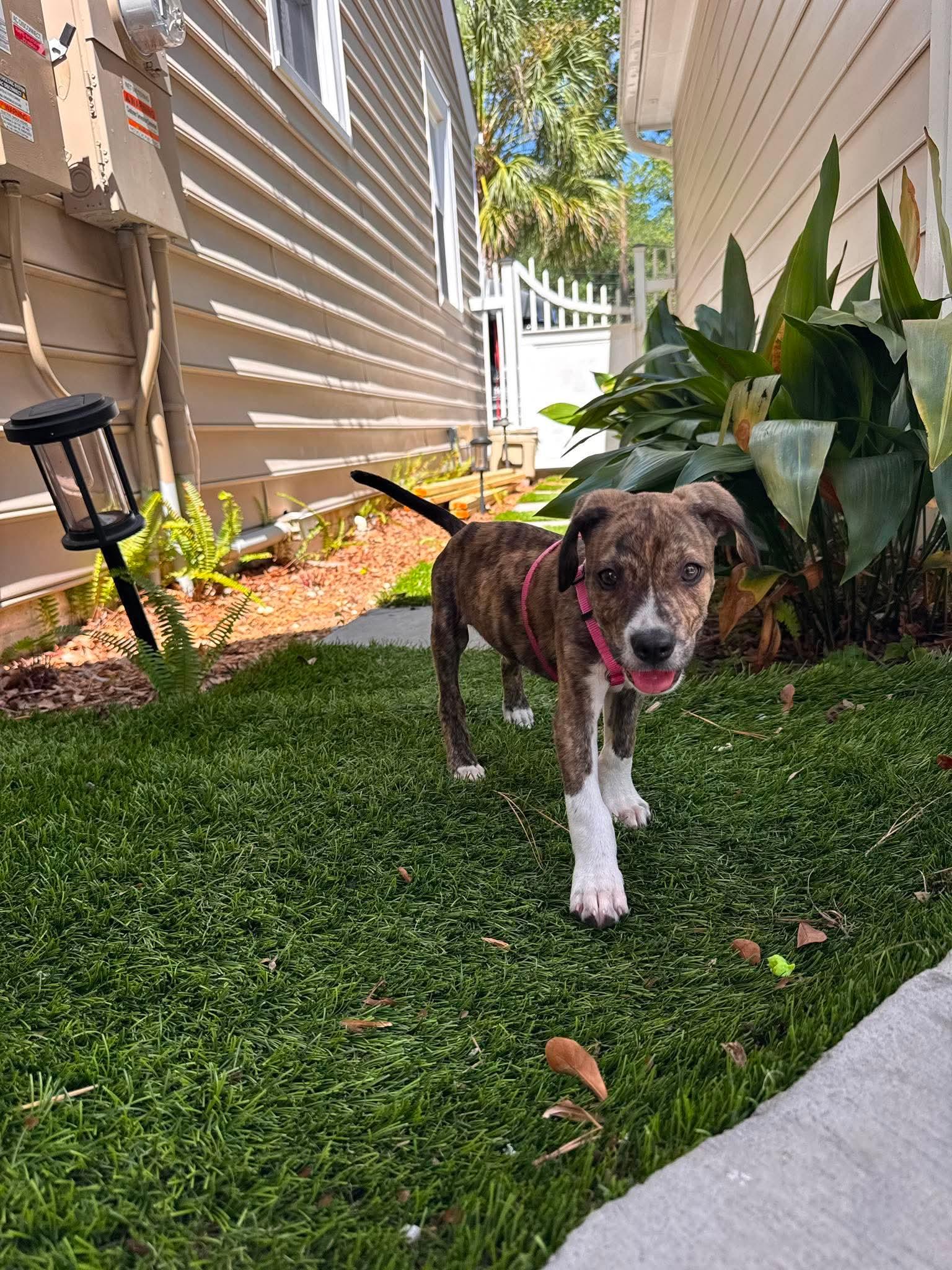 Enlarge Pax, a Adoptable Mixed Breed in Mount Pleasant, SC image 2/3