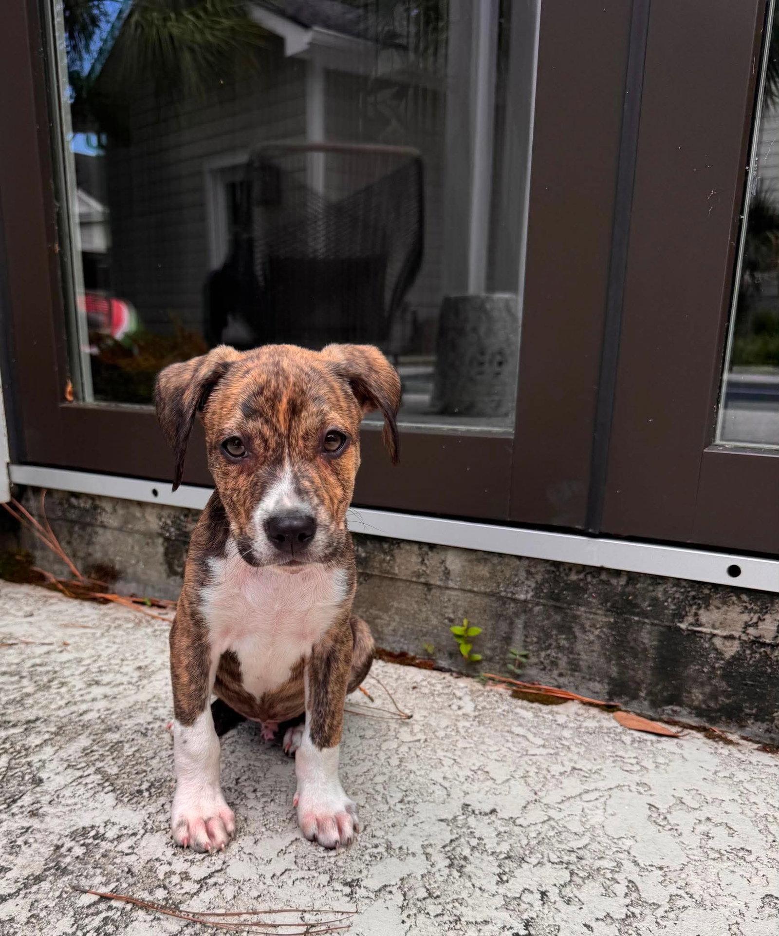 Enlarge Pax, a Adoptable Mixed Breed in Mount Pleasant, SC image 3/3