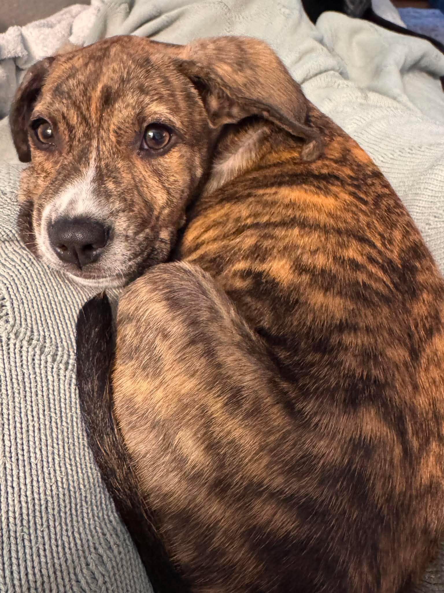 Pax, a Adoptable Mixed Breed in Mount Pleasant, SC image 2/3