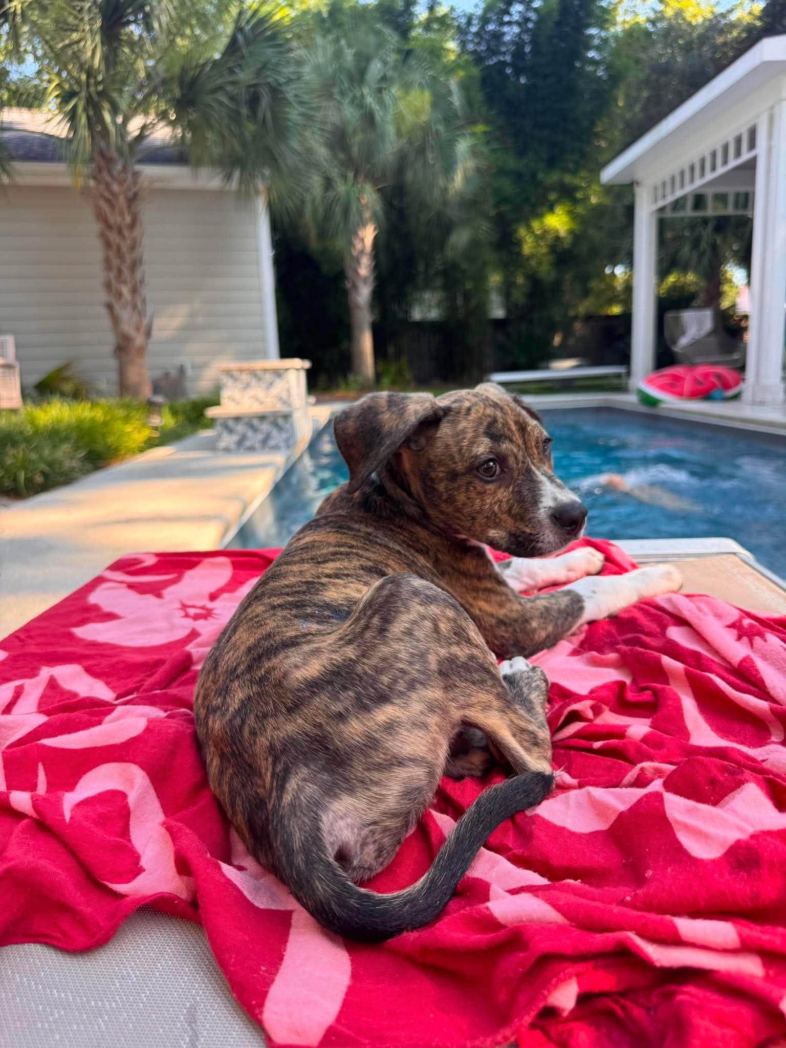 Pax, a Adoptable Mixed Breed in Mount Pleasant, SC image 3/3