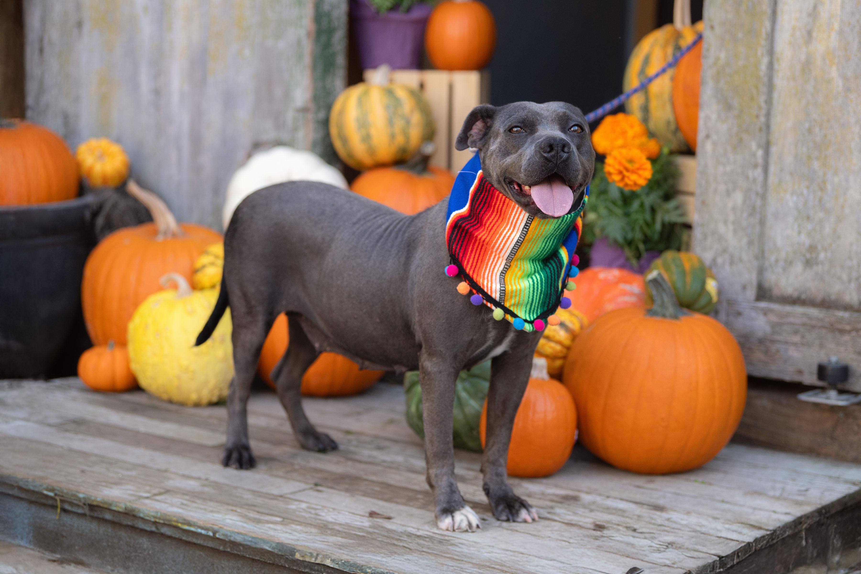 Enlarge Maddie, a Adoptable mixed breed in Santa Rosa, CA image 1/3