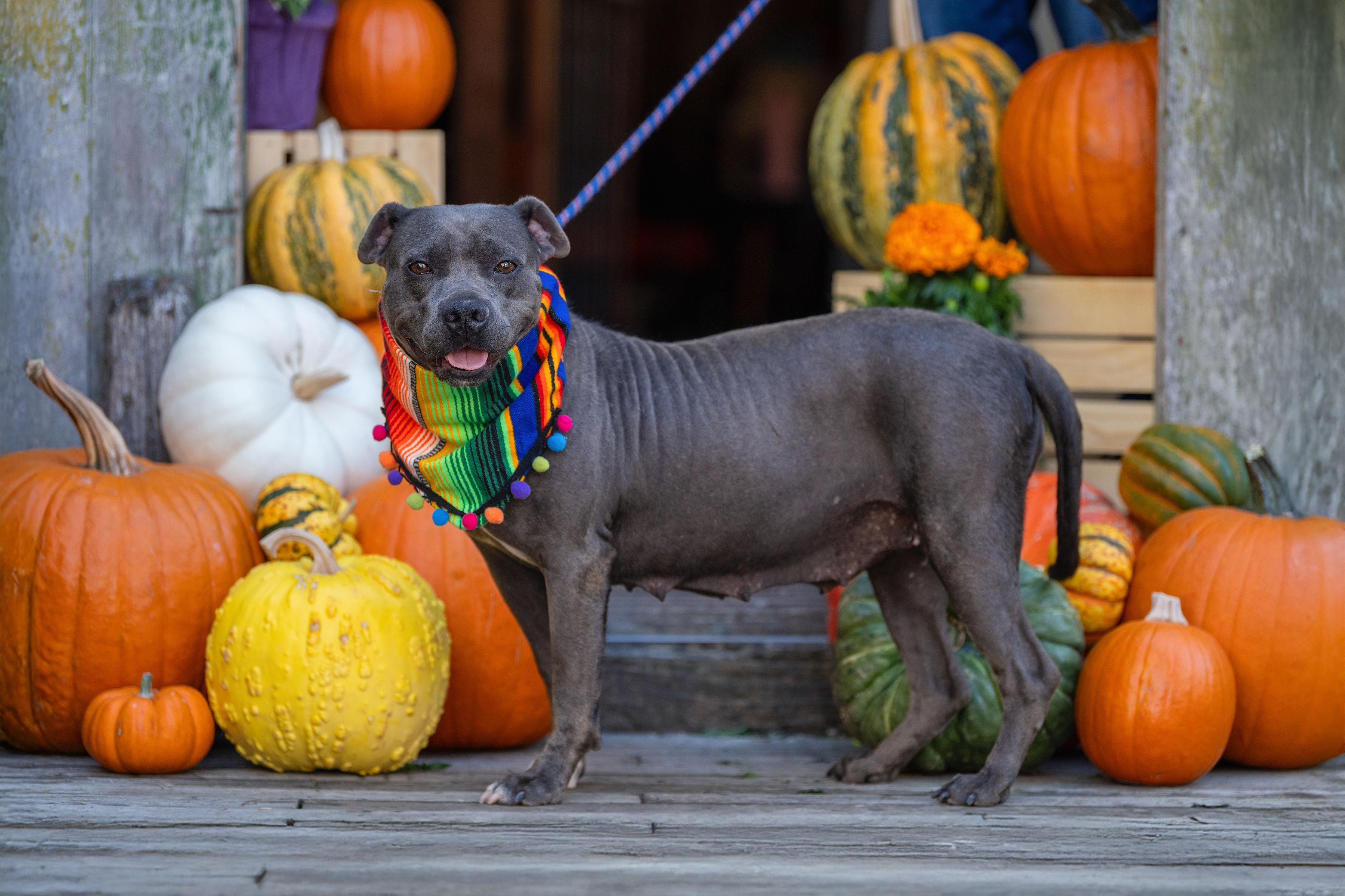 Enlarge Maddie, a Adoptable mixed breed in Santa Rosa, CA image 2/3
