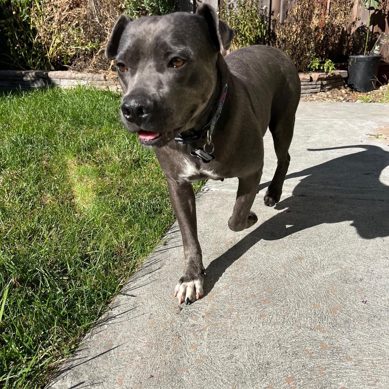 Maddie, a Adoptable mixed breed in Santa Rosa, CA image 3/6