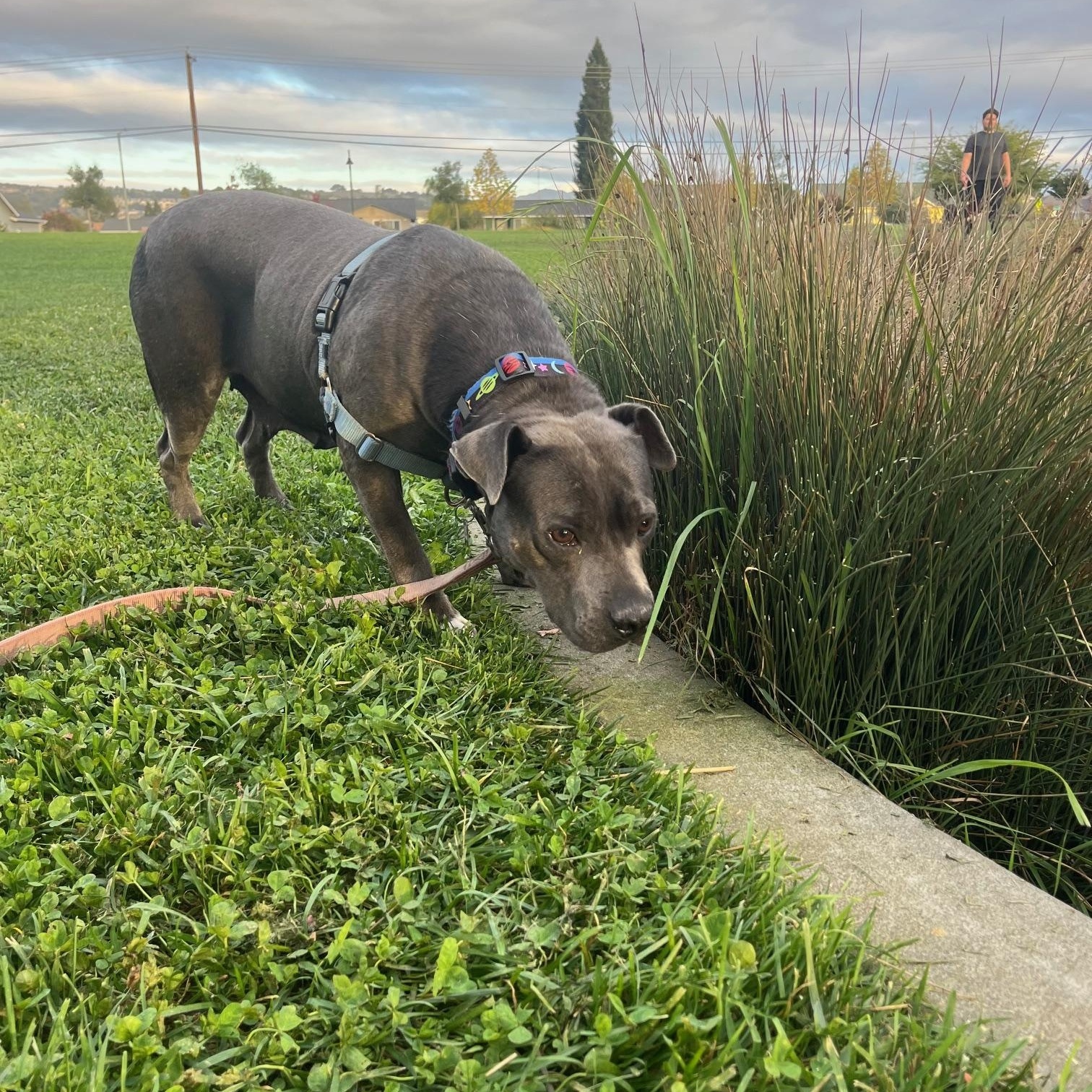 Maddie, a Adoptable mixed breed in Santa Rosa, CA image 4/6