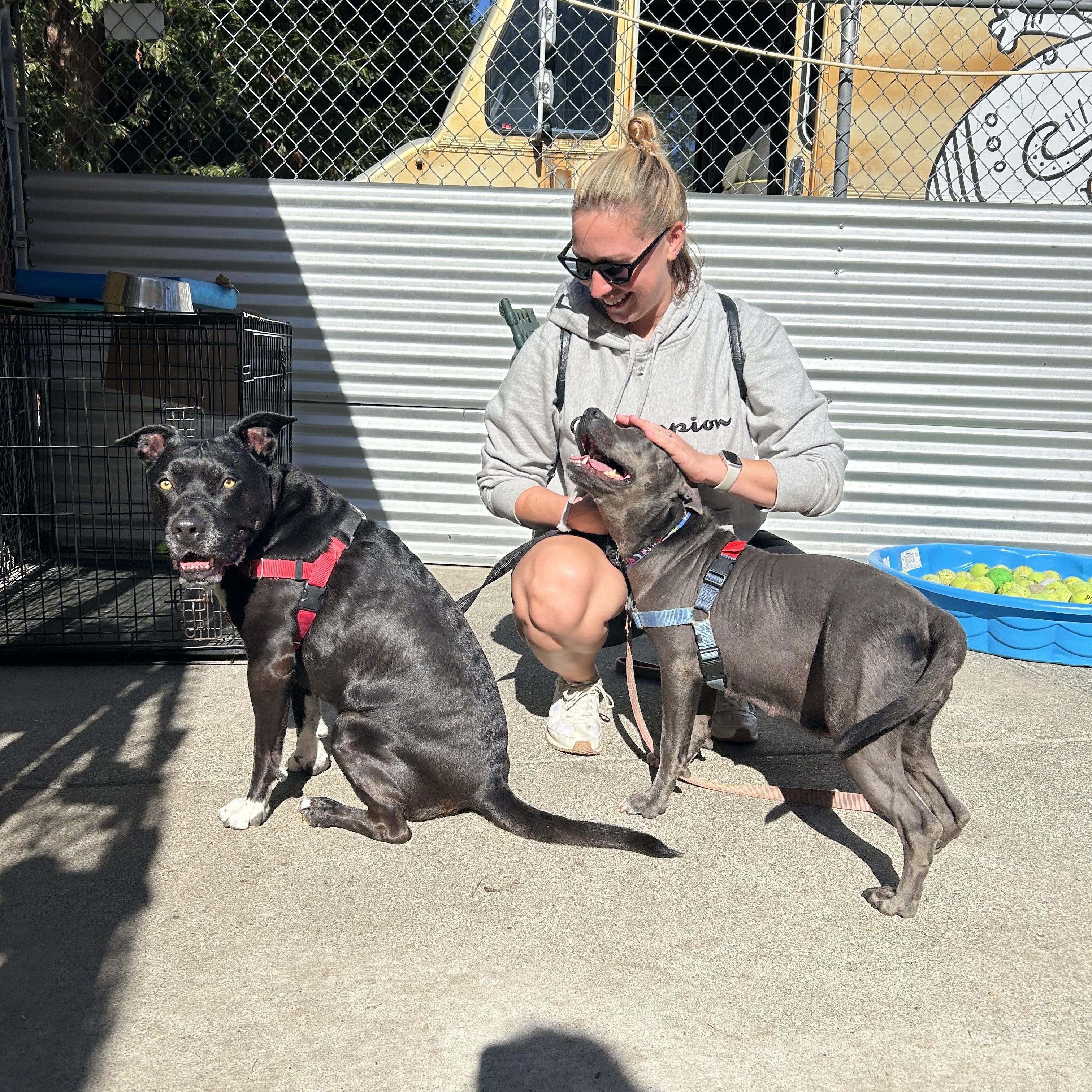 Maddie, a Adoptable mixed breed in Santa Rosa, CA image 5/6