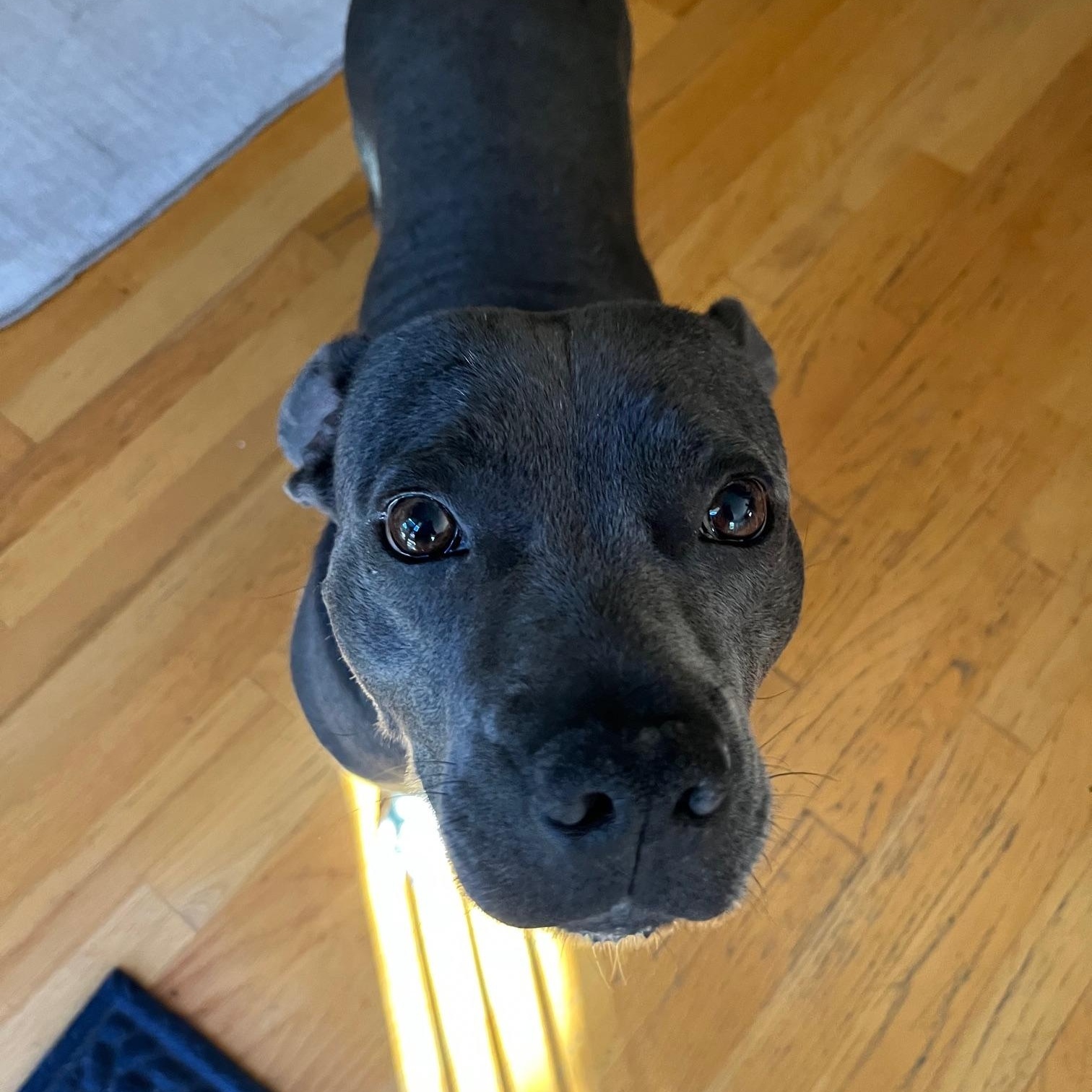 Maddie, a Adoptable mixed breed in Santa Rosa, CA image 6/6