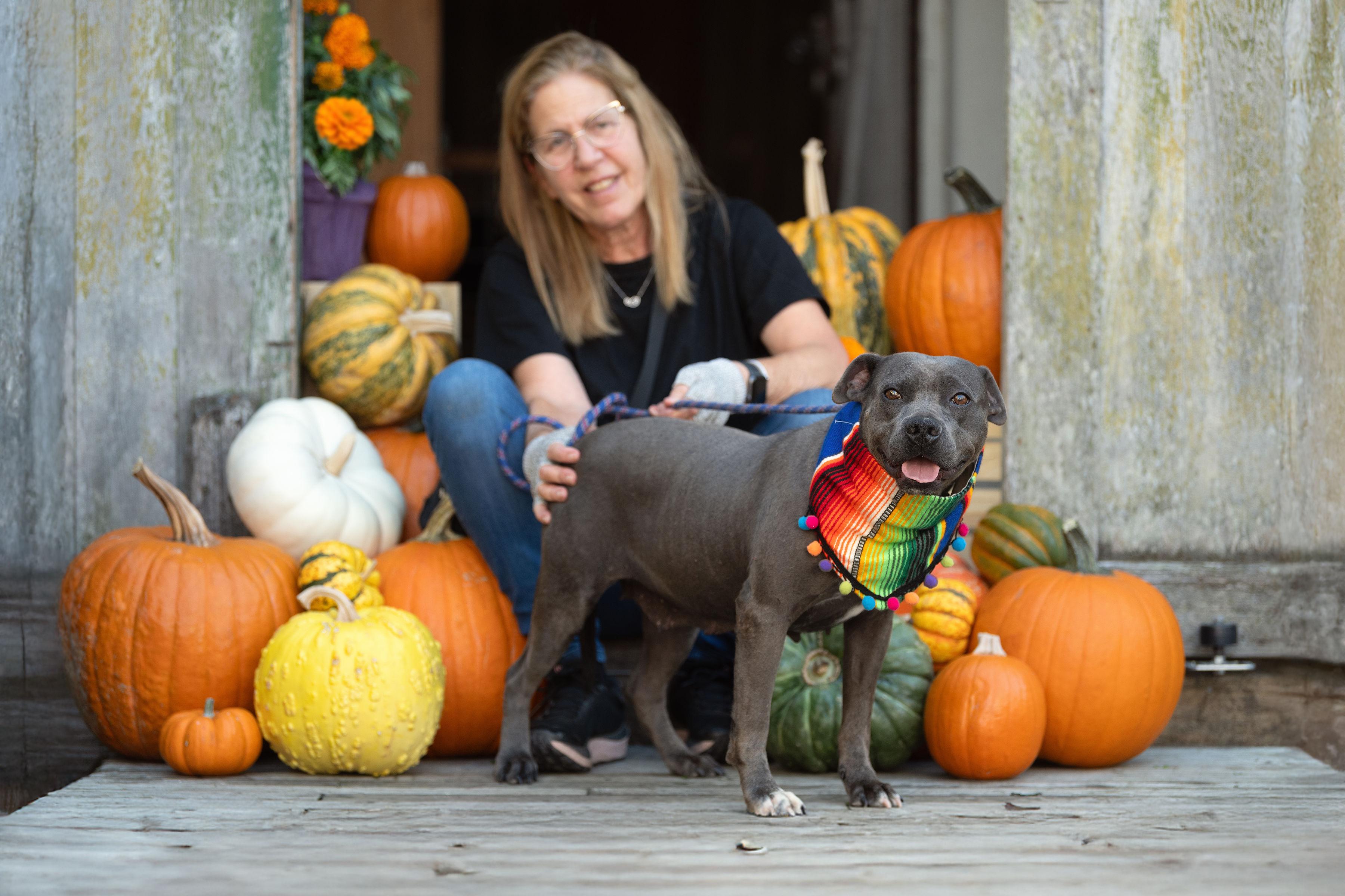 Enlarge Maddie, a Adoptable mixed breed in Santa Rosa, CA image 3/3