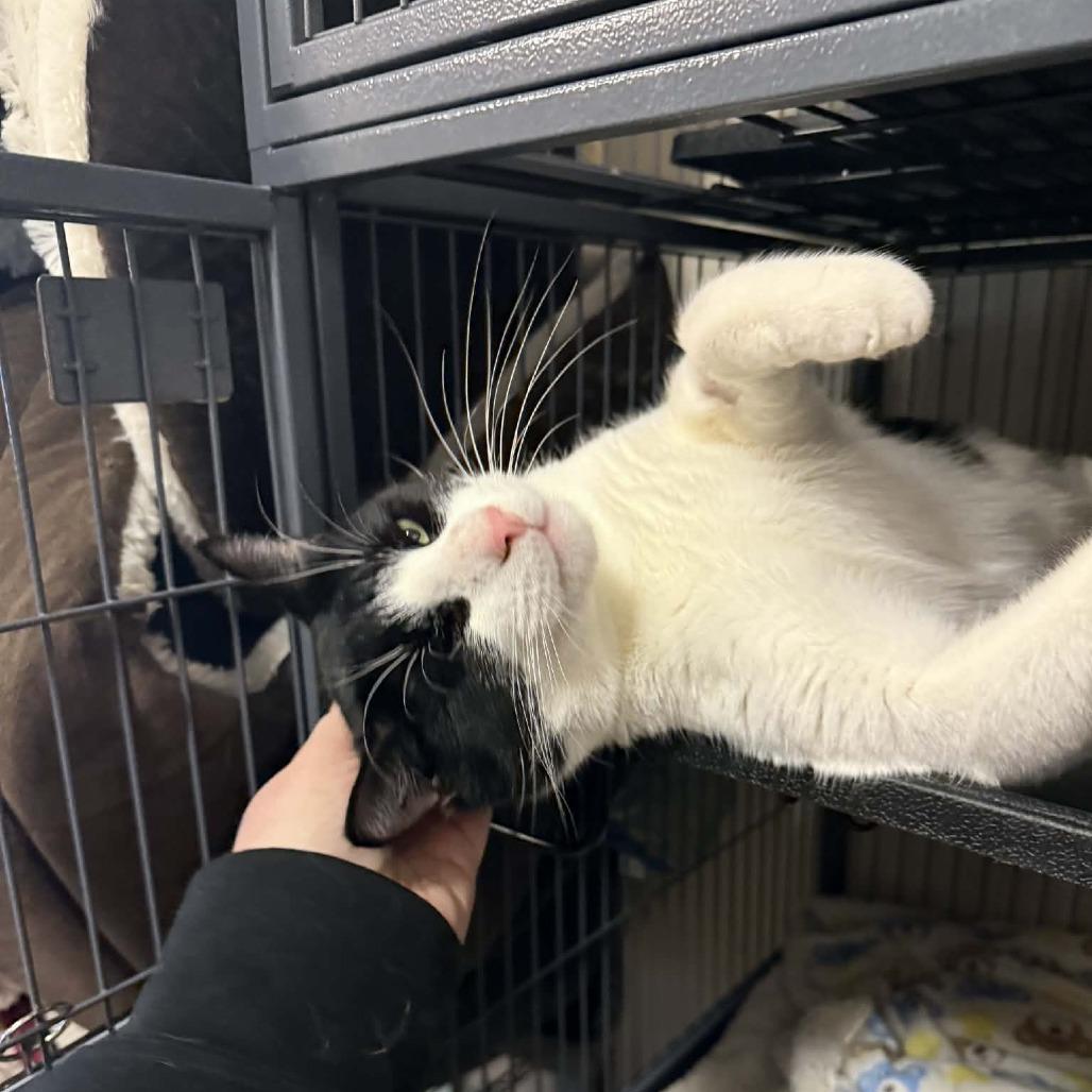 Captain Jack Sparrow, Adoptable, Adult Male Domestic Short Hair.