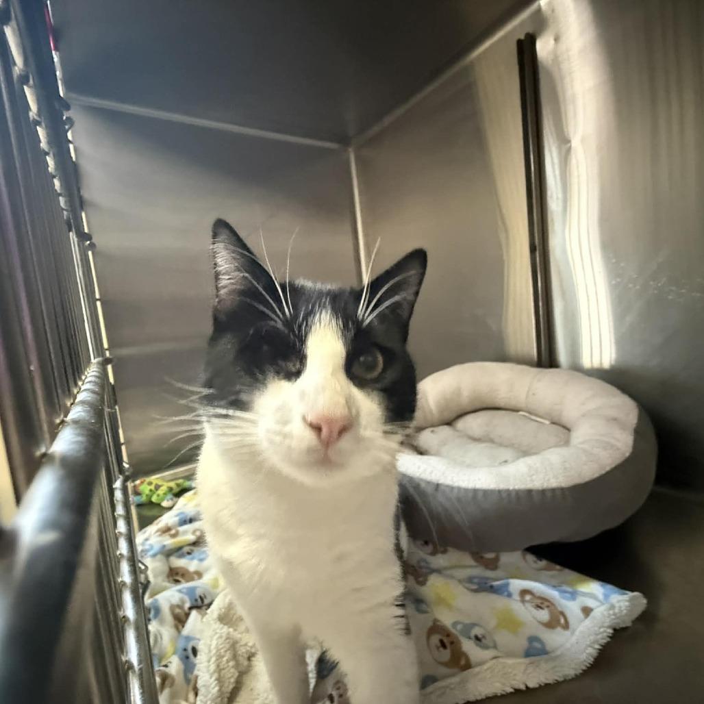 Enlarge Captain Jack Sparrow, a Adoptable Domestic Short Hair in Saugerties, NY image 1/6