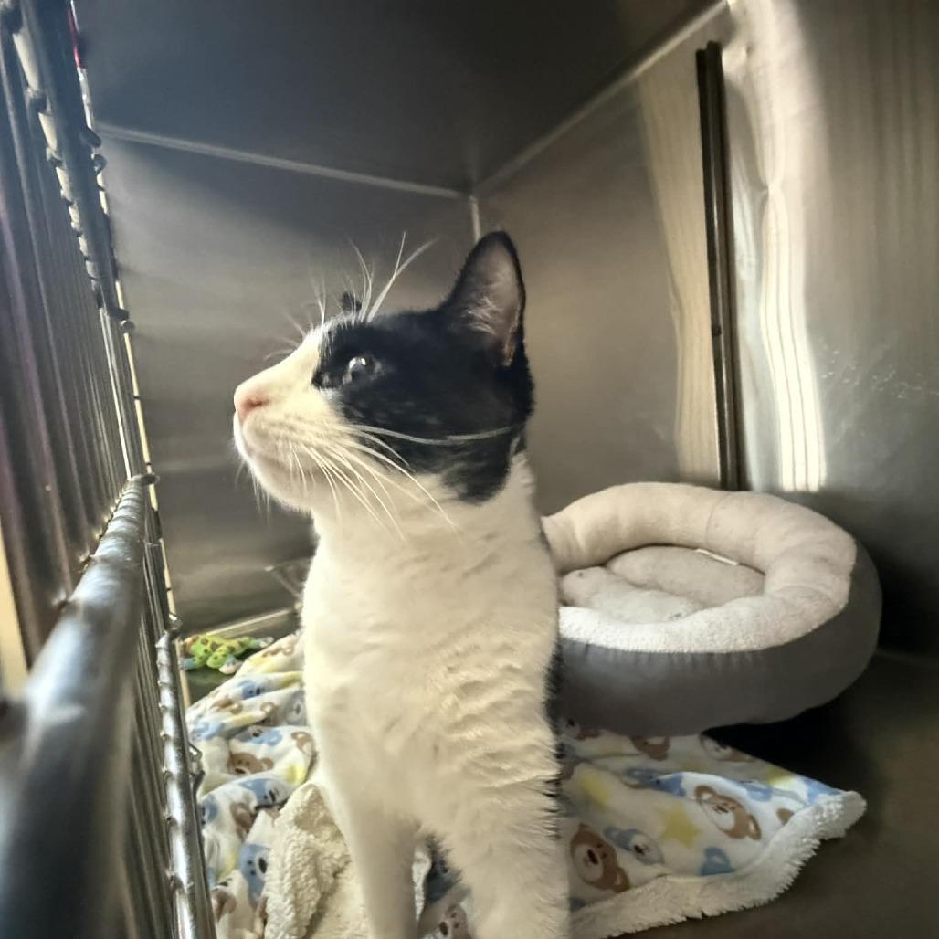 Enlarge Captain Jack Sparrow, a Adoptable Domestic Short Hair in Saugerties, NY image 2/6