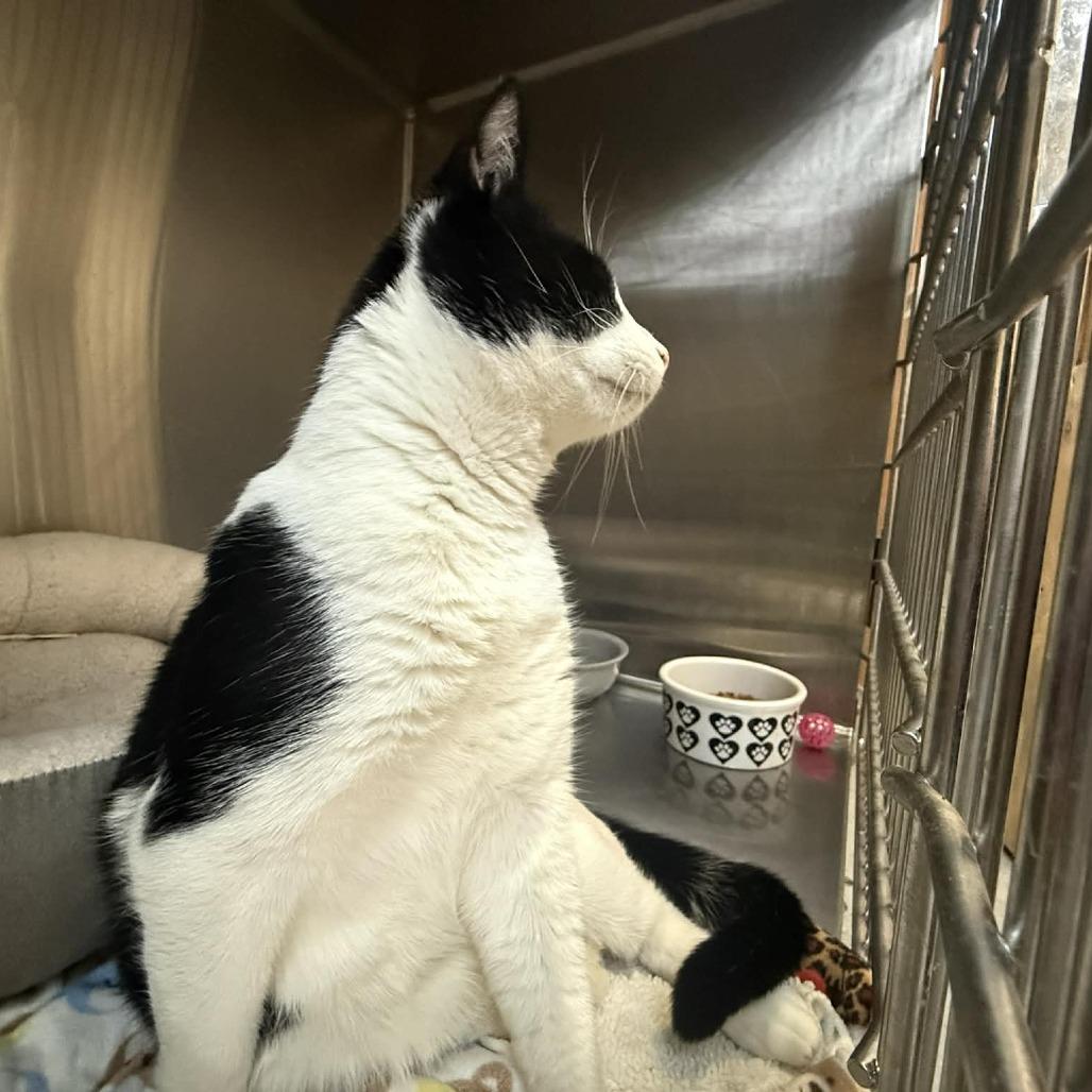 Enlarge Captain Jack Sparrow, a Adoptable Domestic Short Hair in Saugerties, NY image 3/6