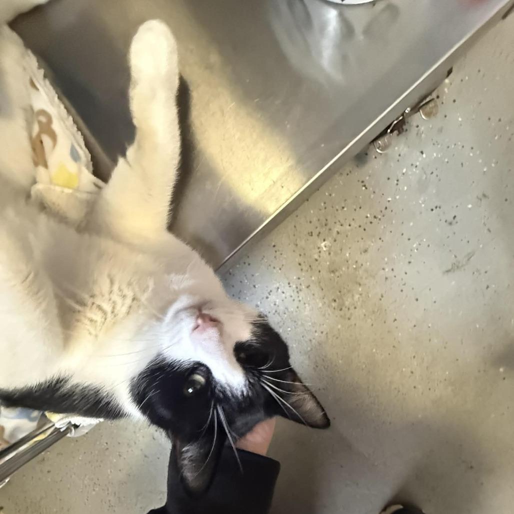 Enlarge Captain Jack Sparrow, a Adoptable Domestic Short Hair in Saugerties, NY image 4/6