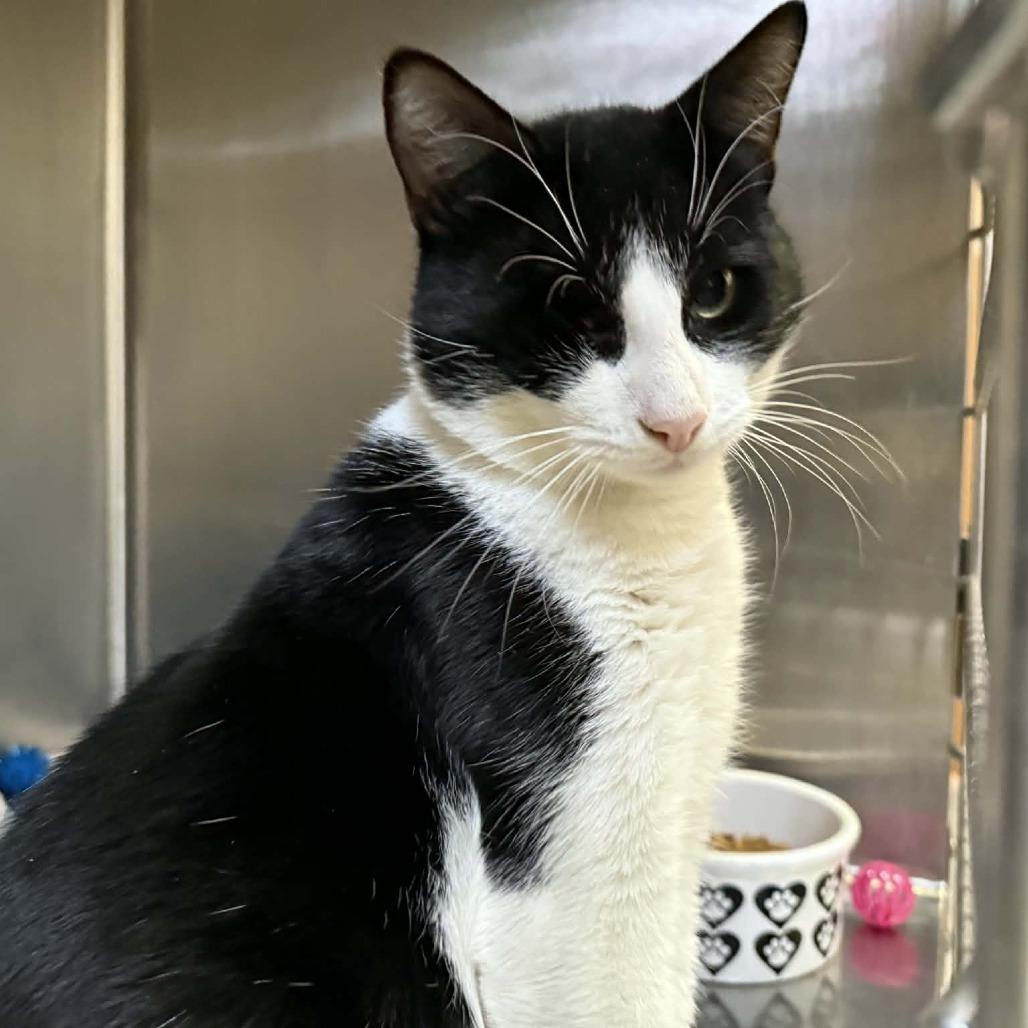 Enlarge Captain Jack Sparrow, a Adoptable Domestic Short Hair in Saugerties, NY image 5/6