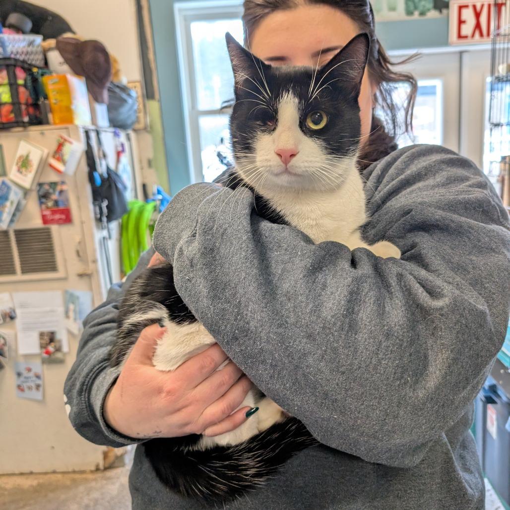 Enlarge Captain Jack Sparrow, a Adoptable Domestic Short Hair in Saugerties, NY image 6/6