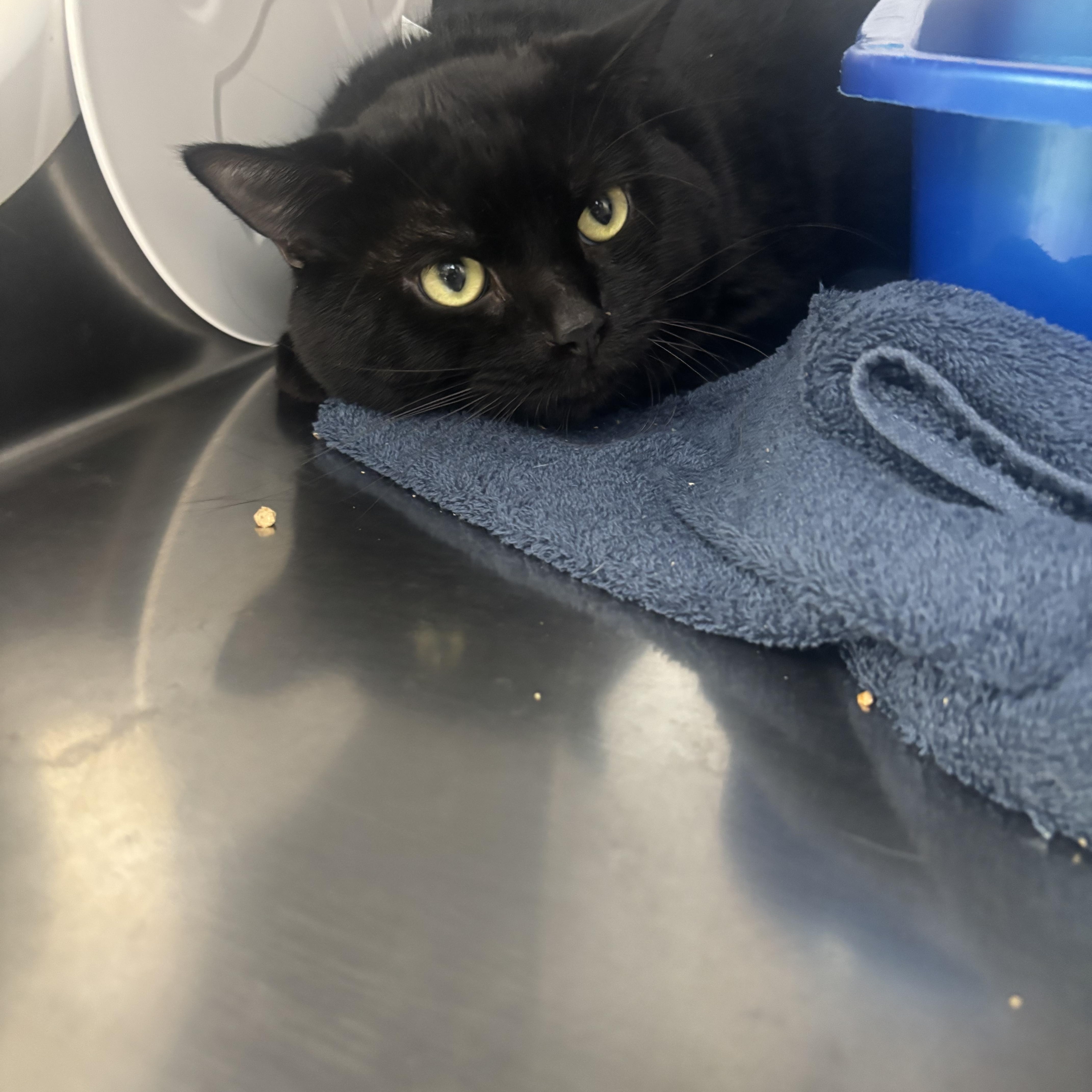 Spooky, adopted, Young Male Domestic Short Hair.