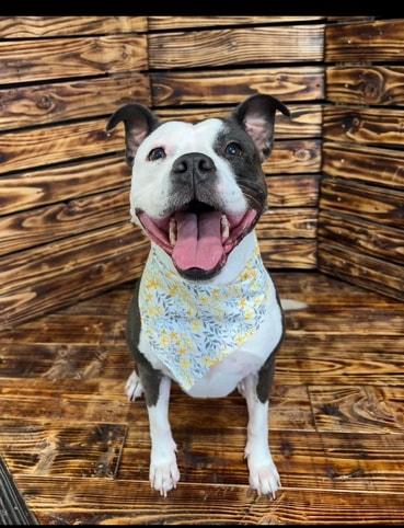 Enlarge Mona, a ADOPTABLE mixed breed in Shelbyville, IN image 2/2