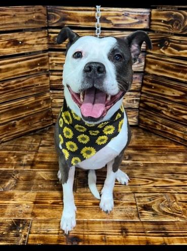 Mona, ADOPTABLE, Adult Female American Staffordshire Terrier & Boxer.