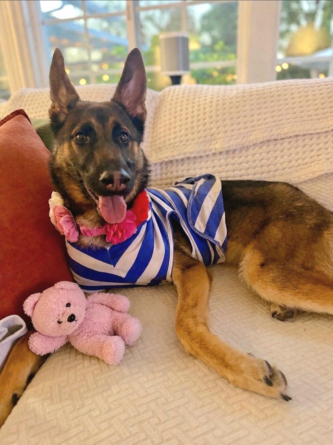 Enlarge Willow is just a puppy, a ADOPTABLE mixed breed in Redondo Beach, CA image 6/6