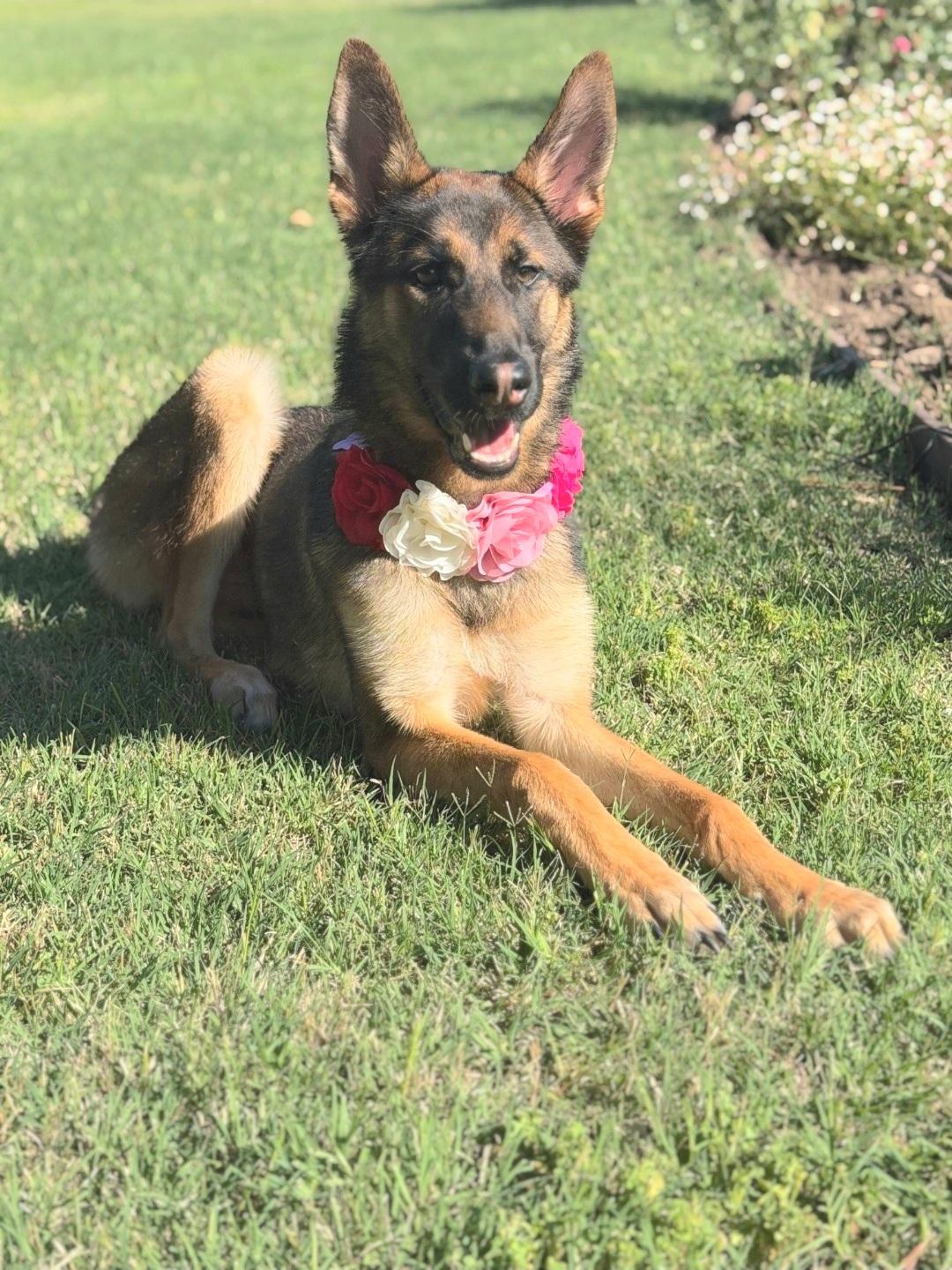 Enlarge Willow is just a puppy, a ADOPTABLE mixed breed in Redondo Beach, CA image 2/6