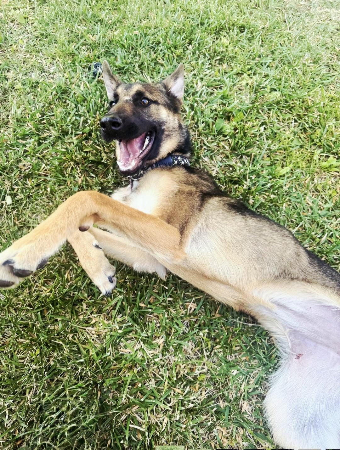 Willow is just a puppy, ADOPTABLE, Young Female German Shepherd Dog & Belgian Shepherd / Malinois.