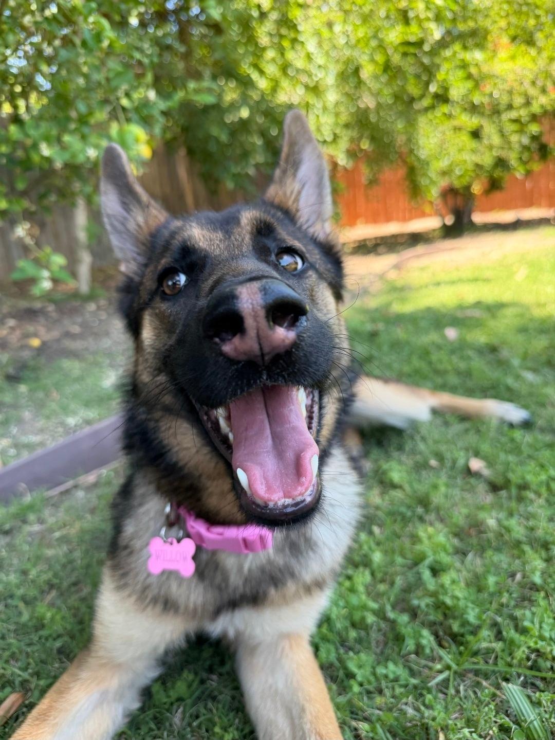 Enlarge Willow is just a puppy, a ADOPTABLE mixed breed in Redondo Beach, CA image 3/6