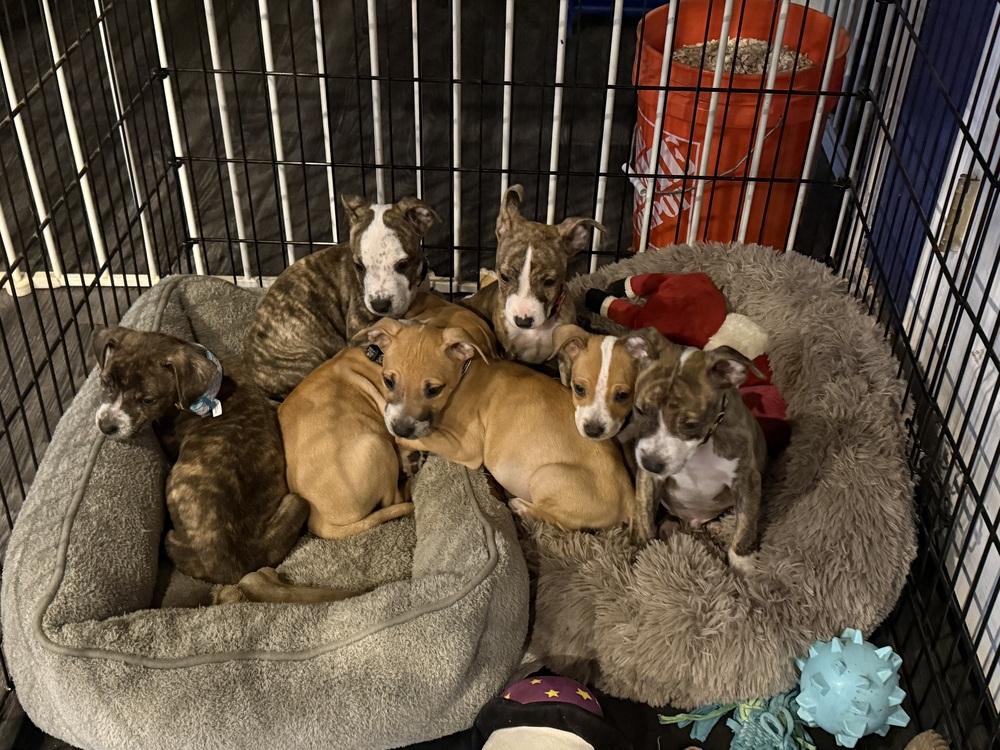 Mars, Adoptable, Puppy Male American Bulldog.